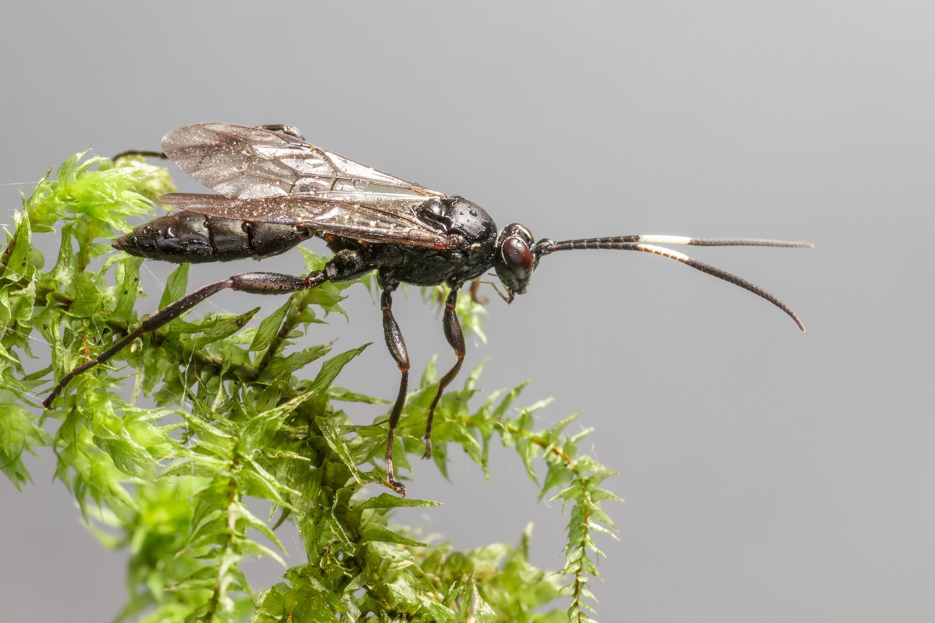 parasitic wasp