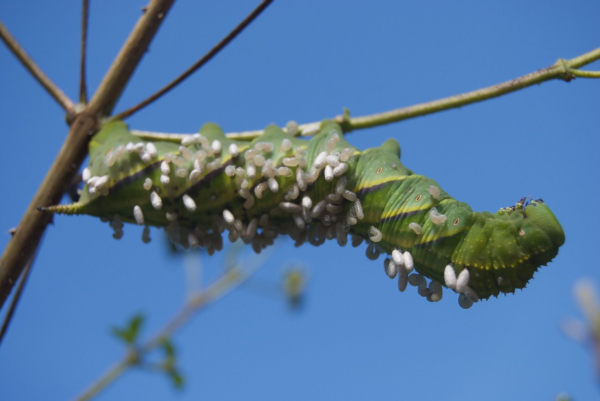 parasitized caterpillar