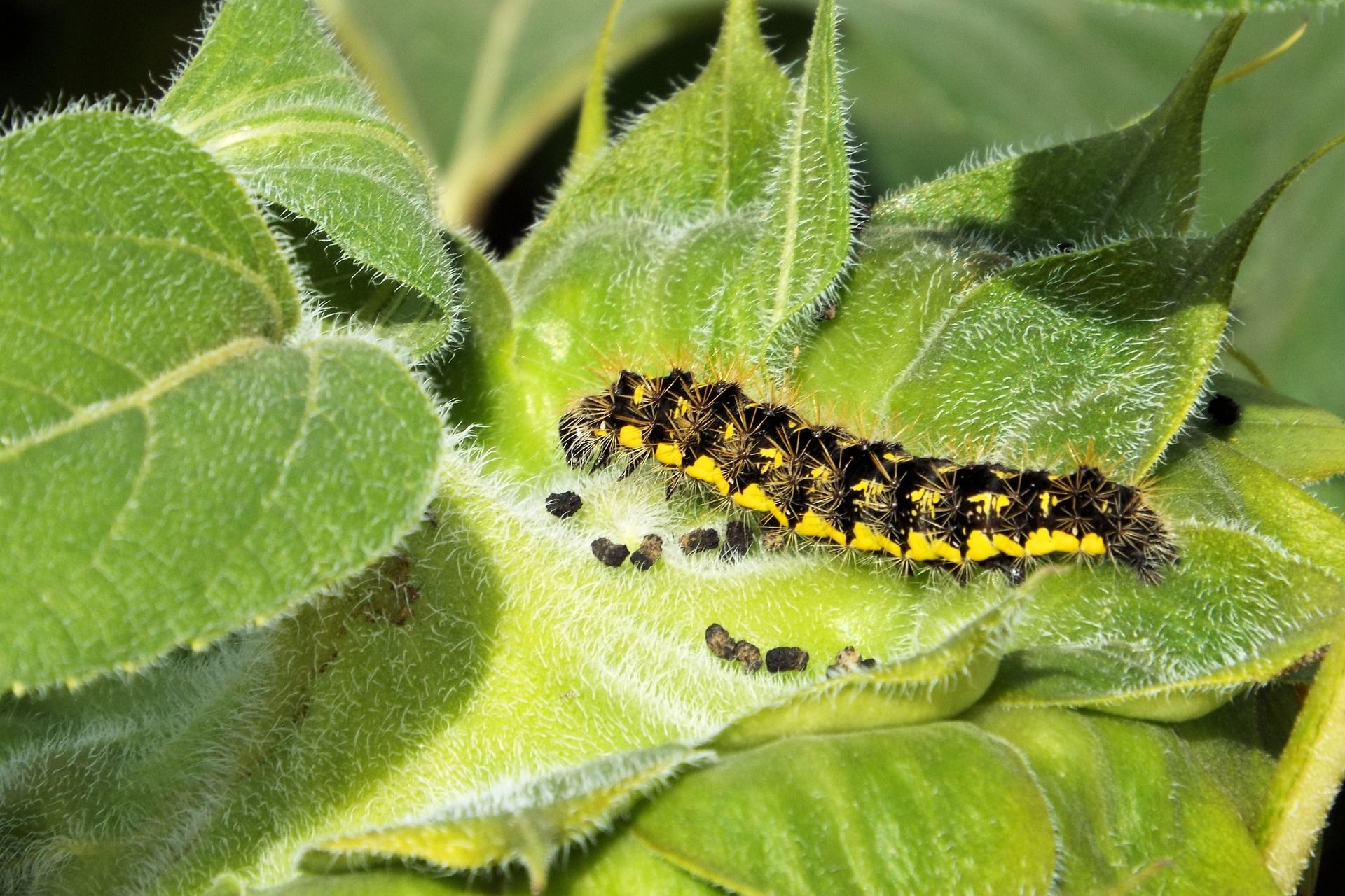 caterpillar with fecal pellet