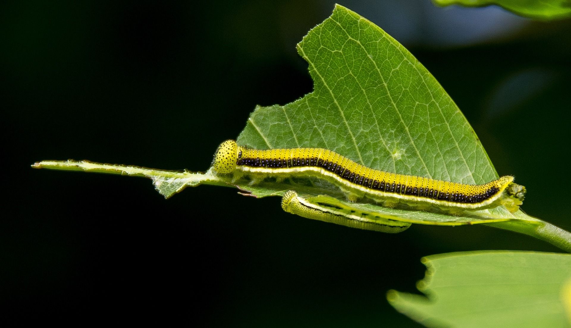 caterpillar