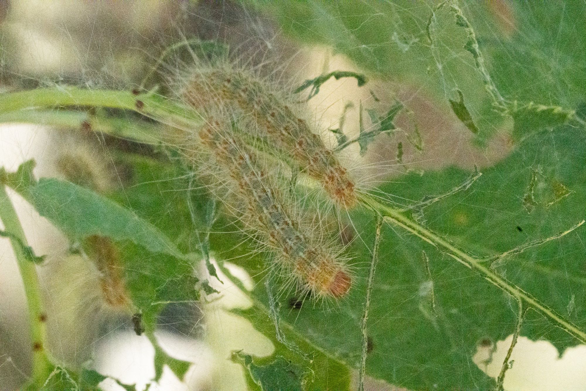 tent caterpillars