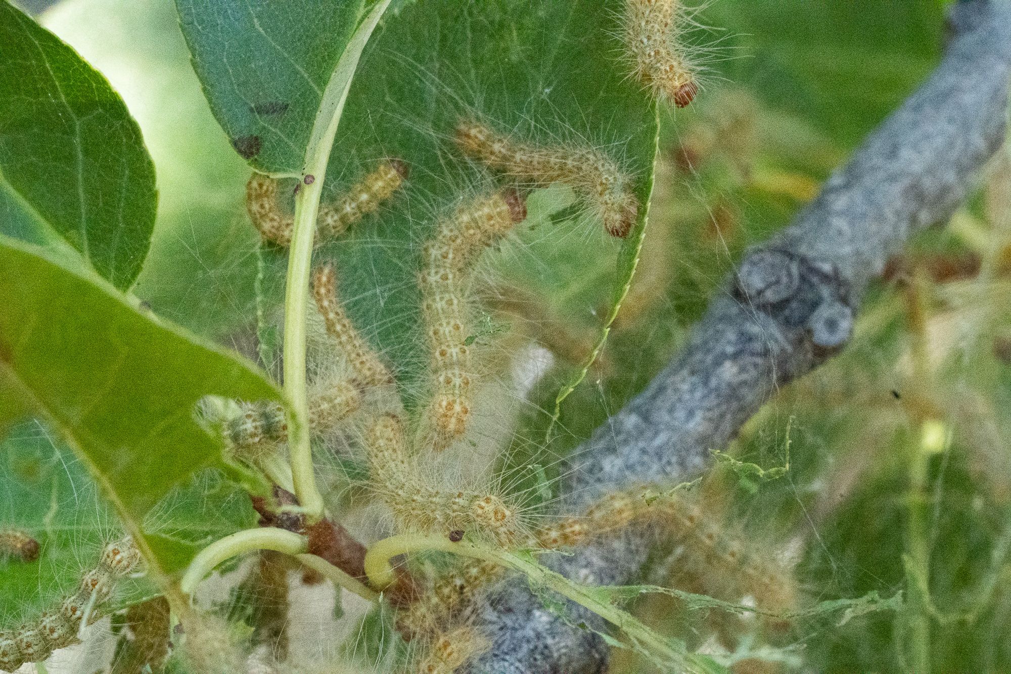 tent caterpillars