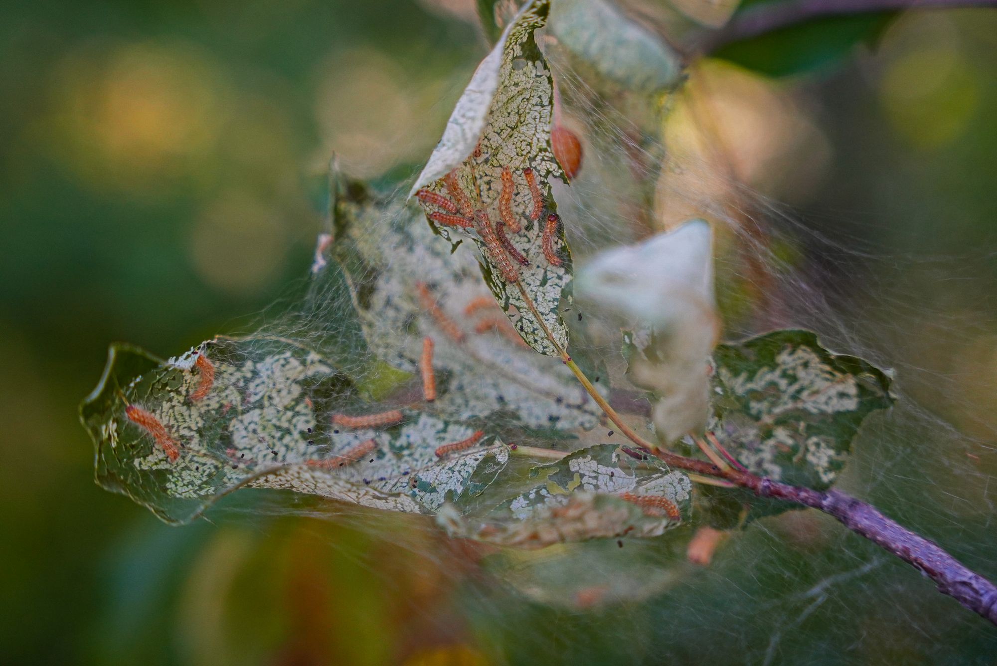 tent caterpillars