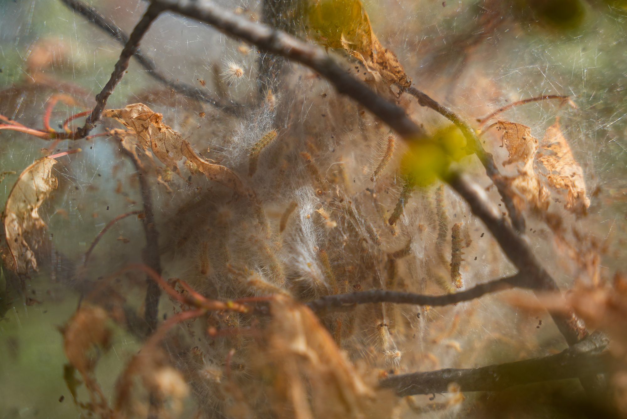 tent caterpillars