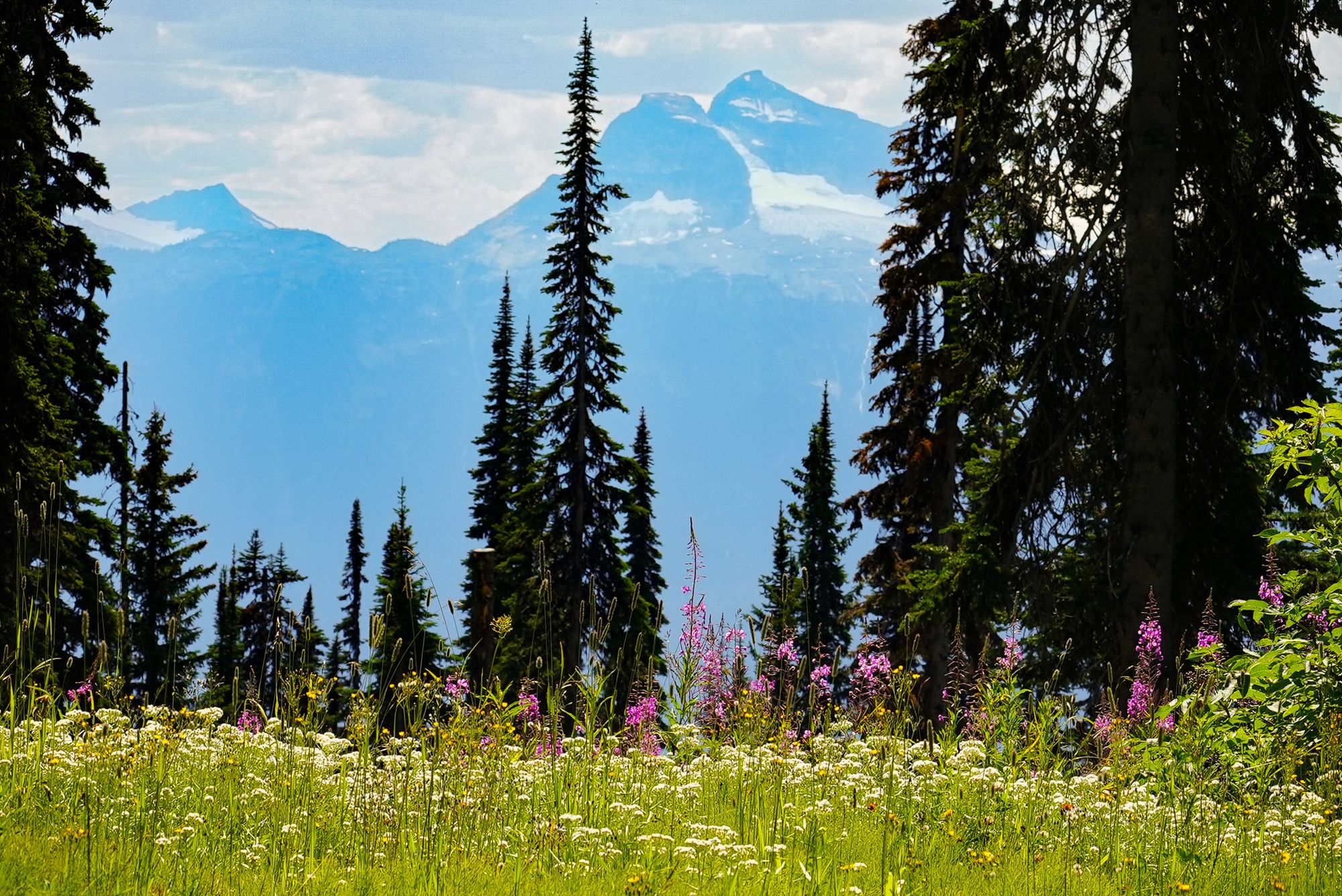 Wildflower meadow