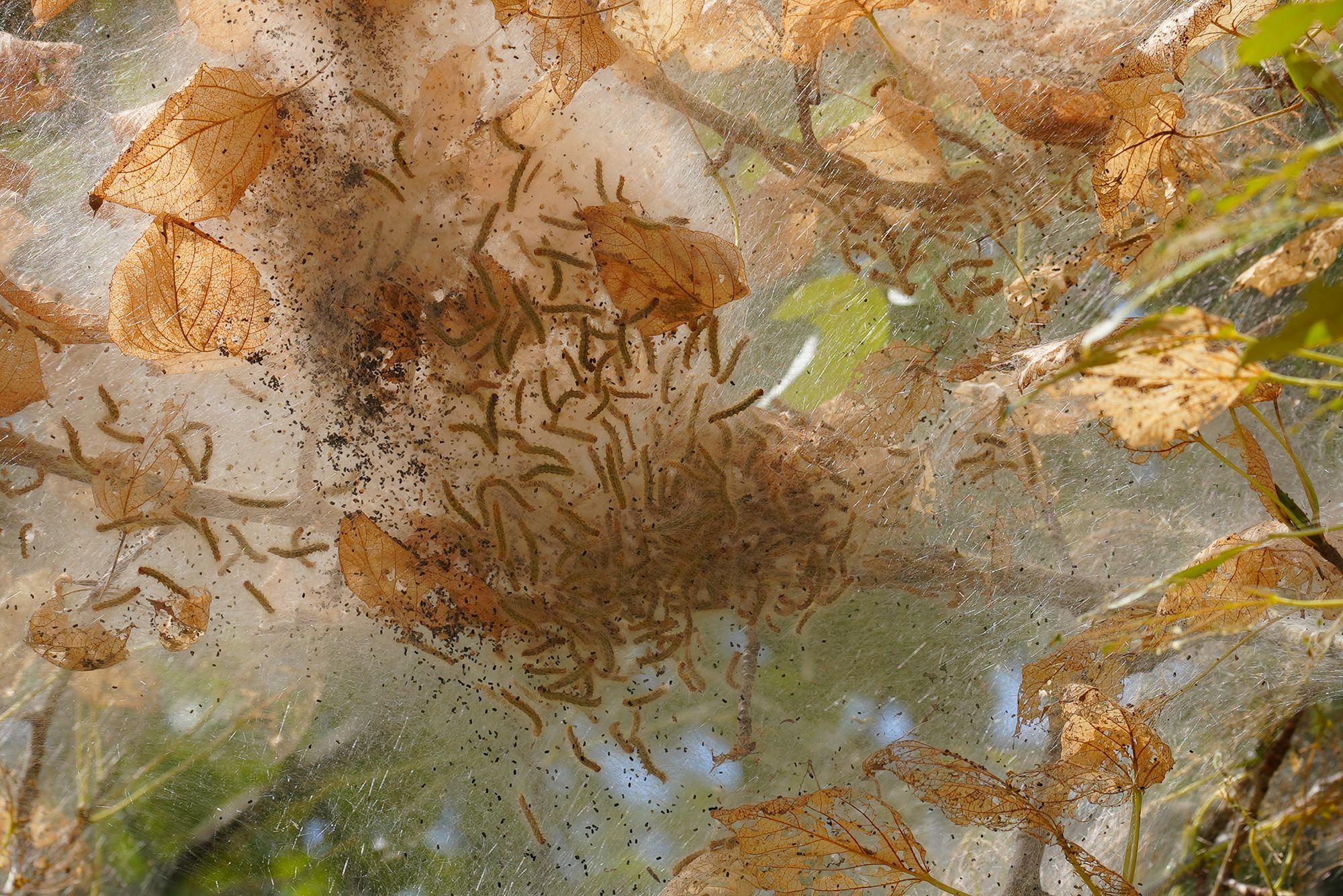 tent caterpillars