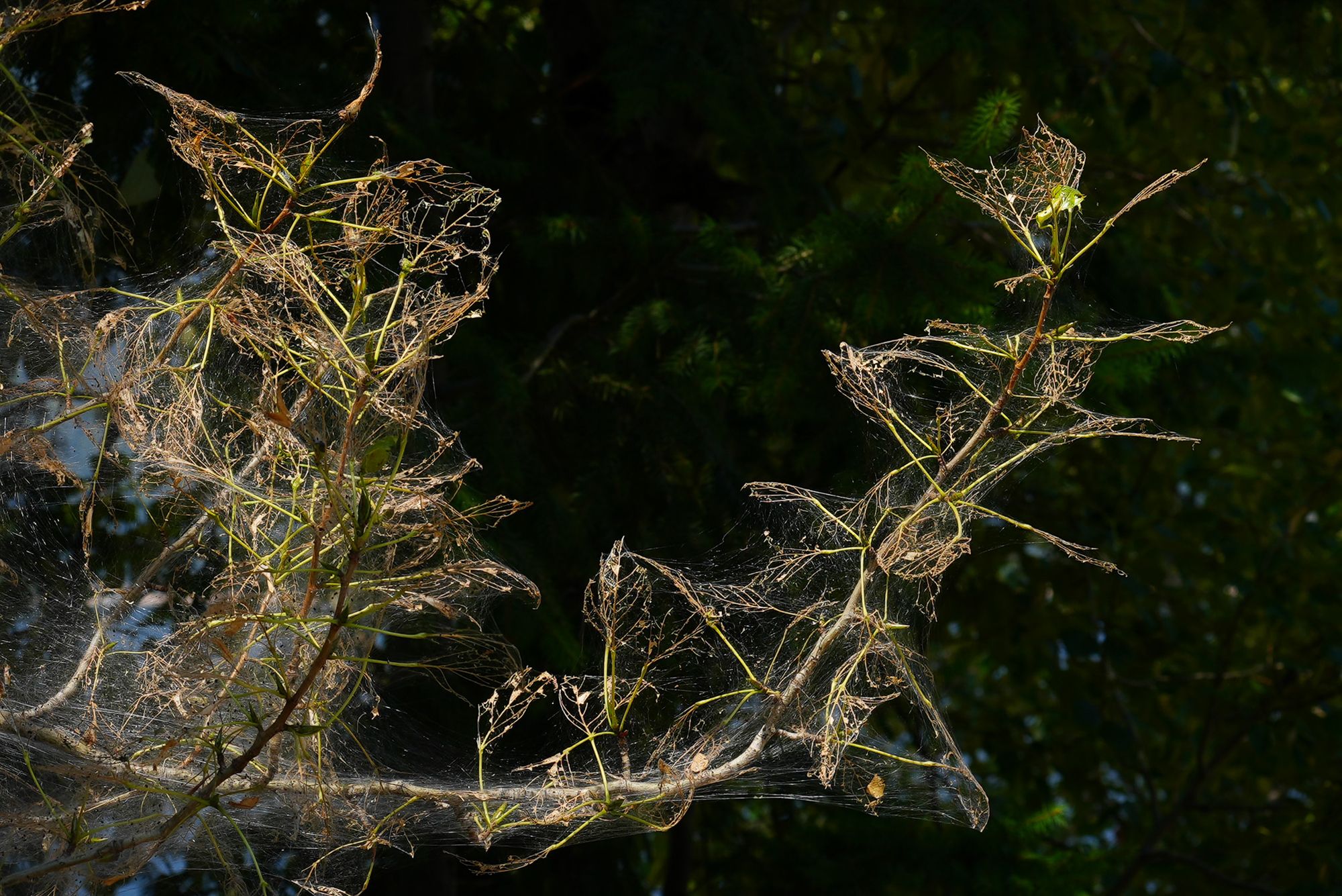 tent caterpillars