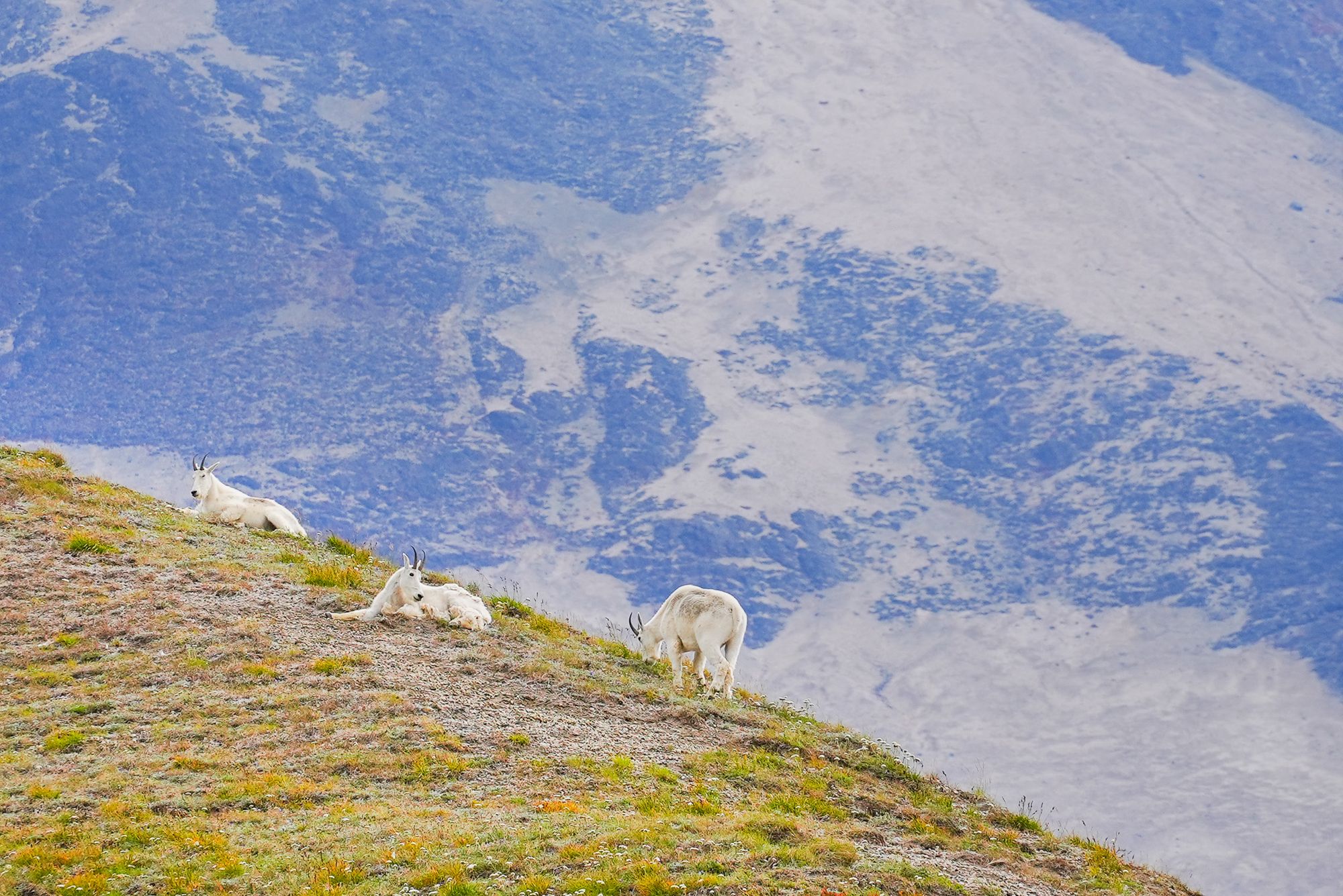 mountain goats