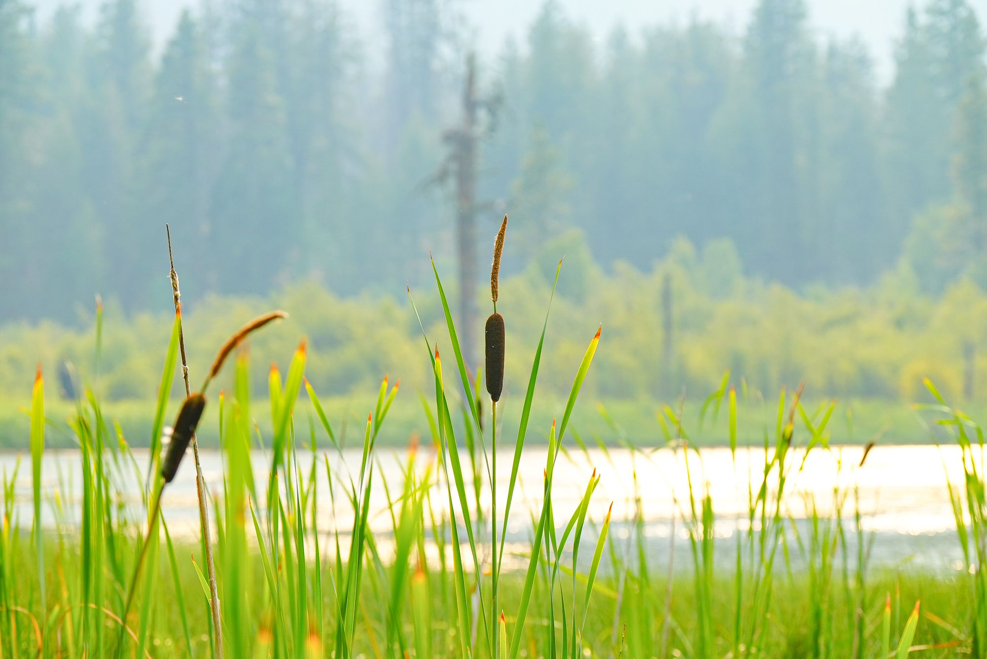 cattails in wildfire smoke