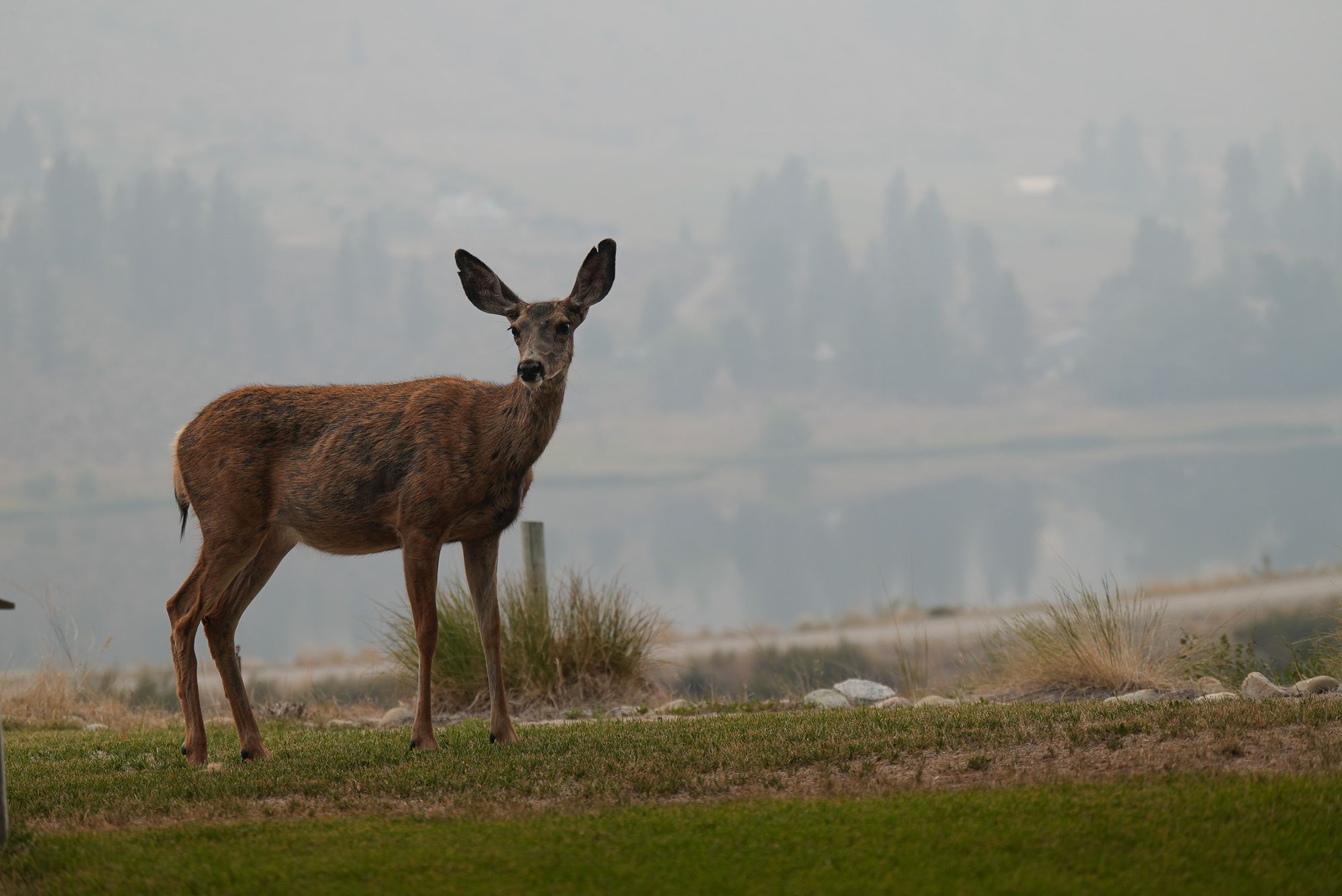 deer in wildfire smoke
