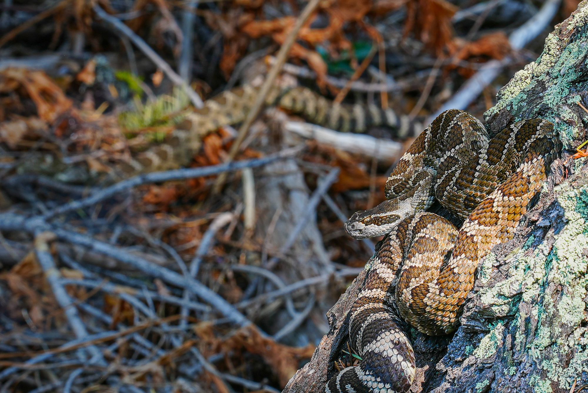 two rattlesnakes