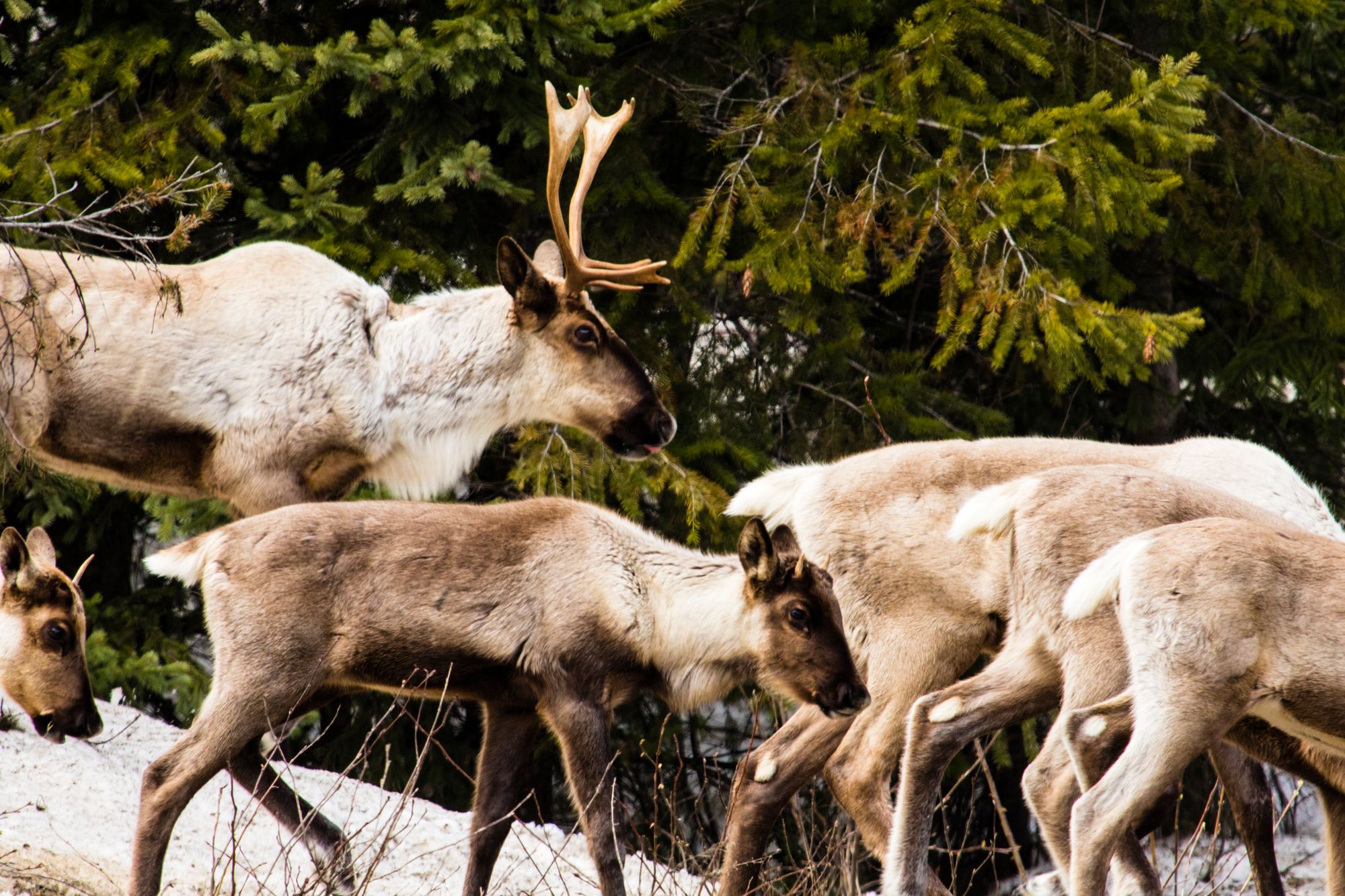 woodland caribou
