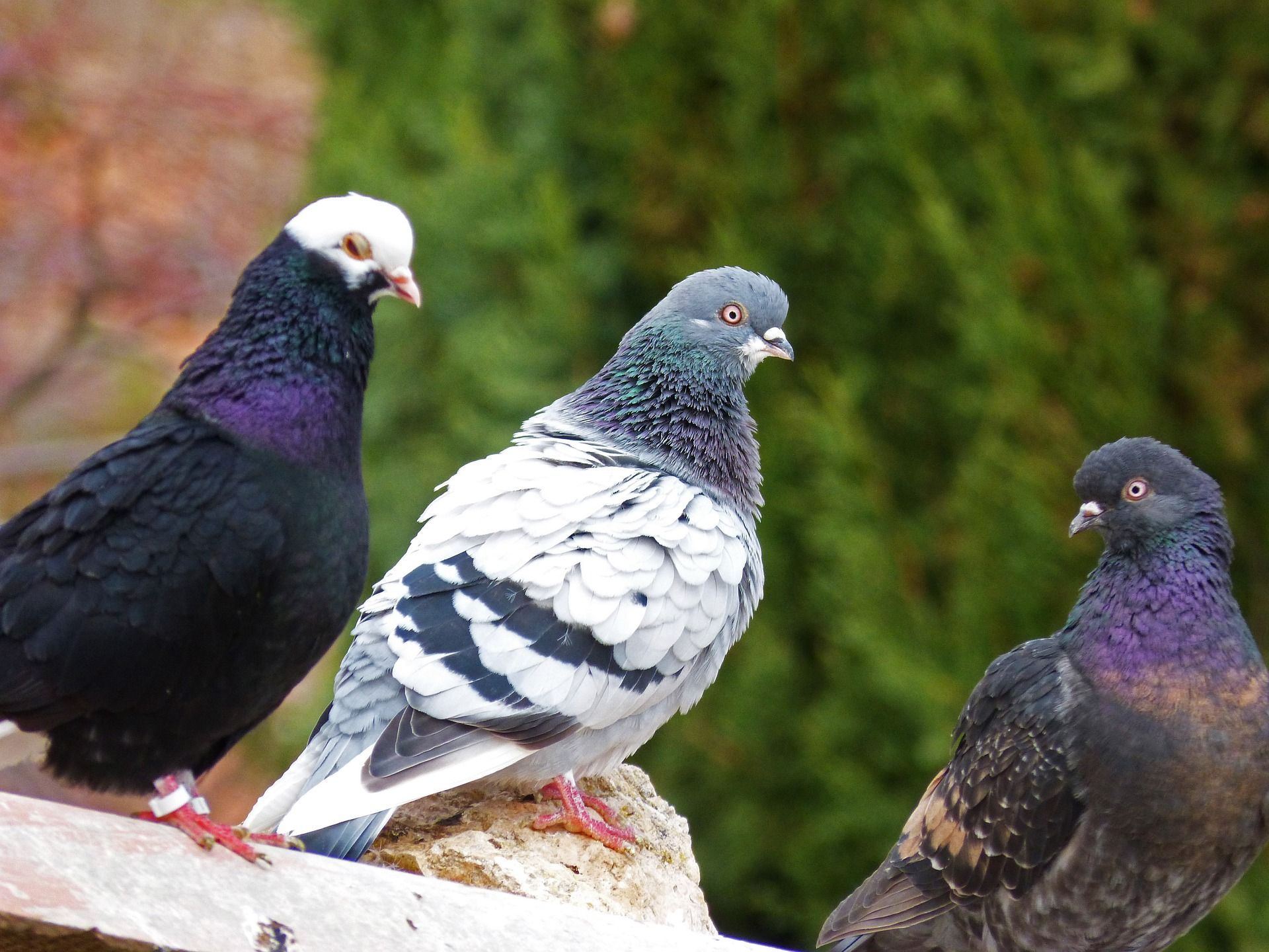 pigeons