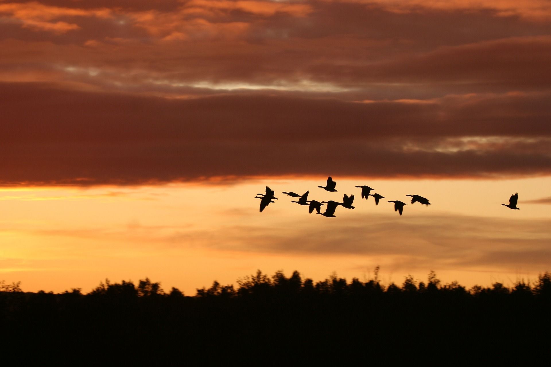 migrating birds at sunset