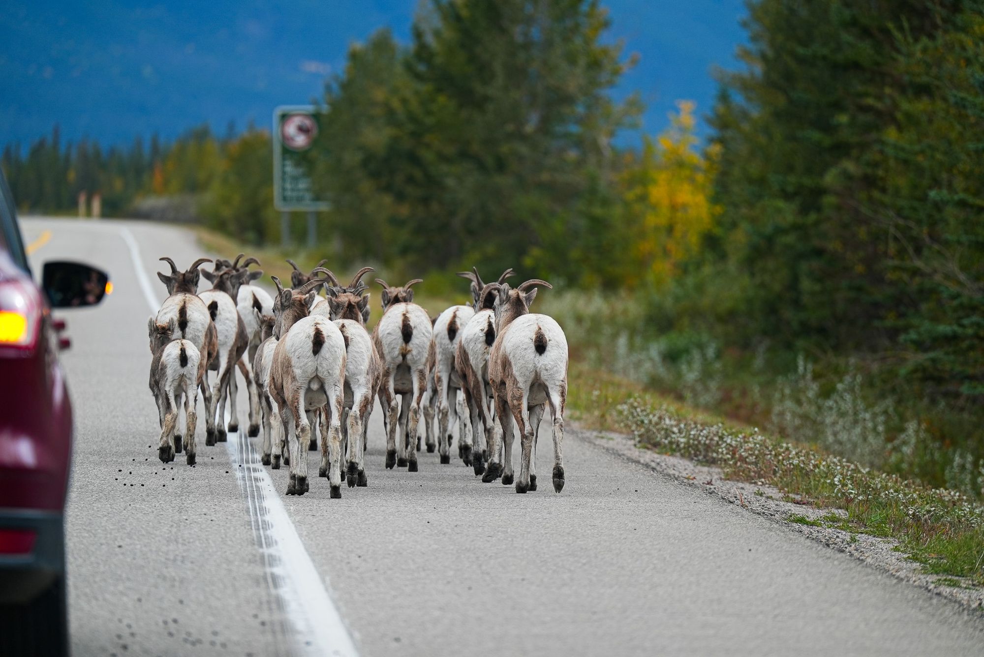 bighorn sheep on road