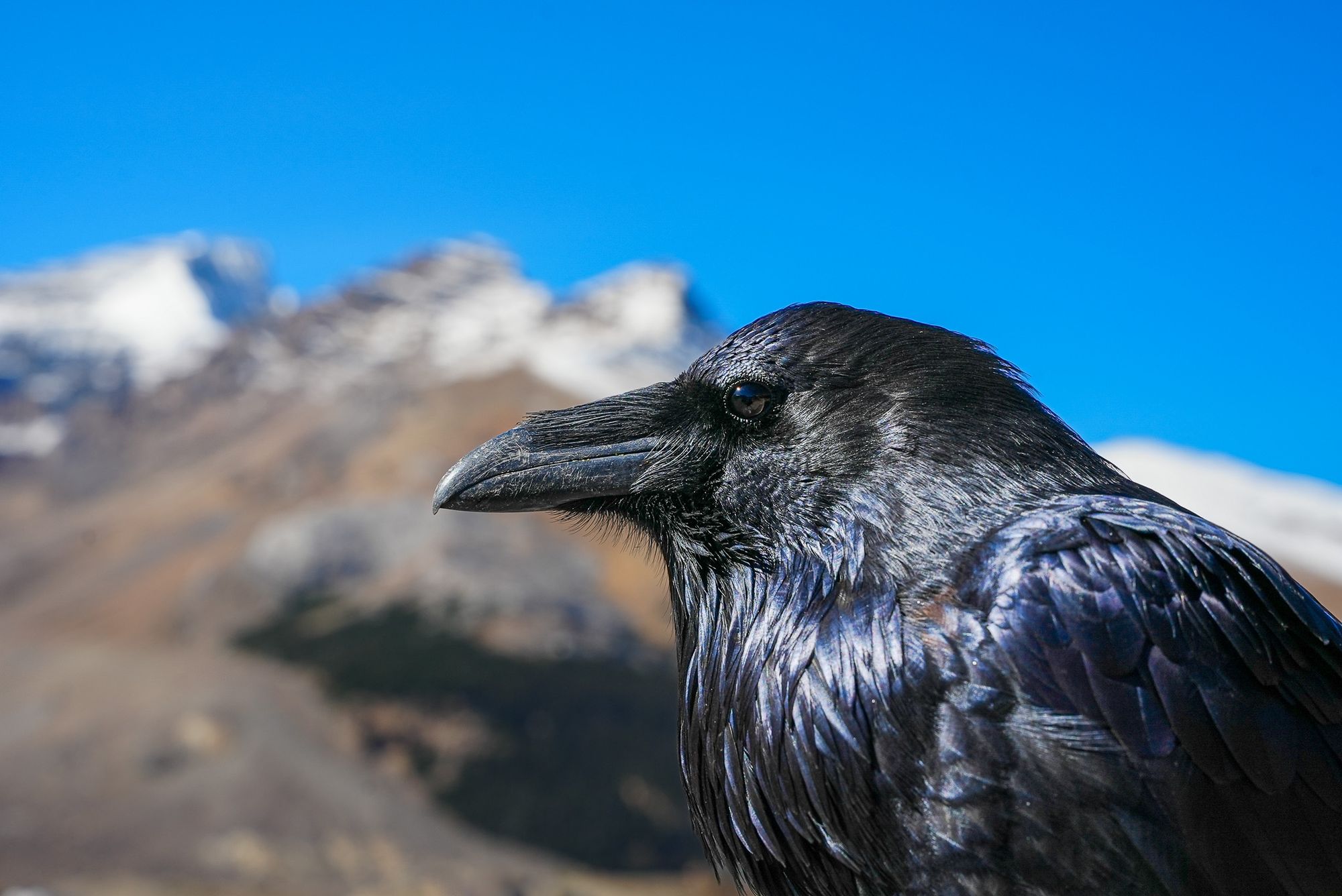 common raven