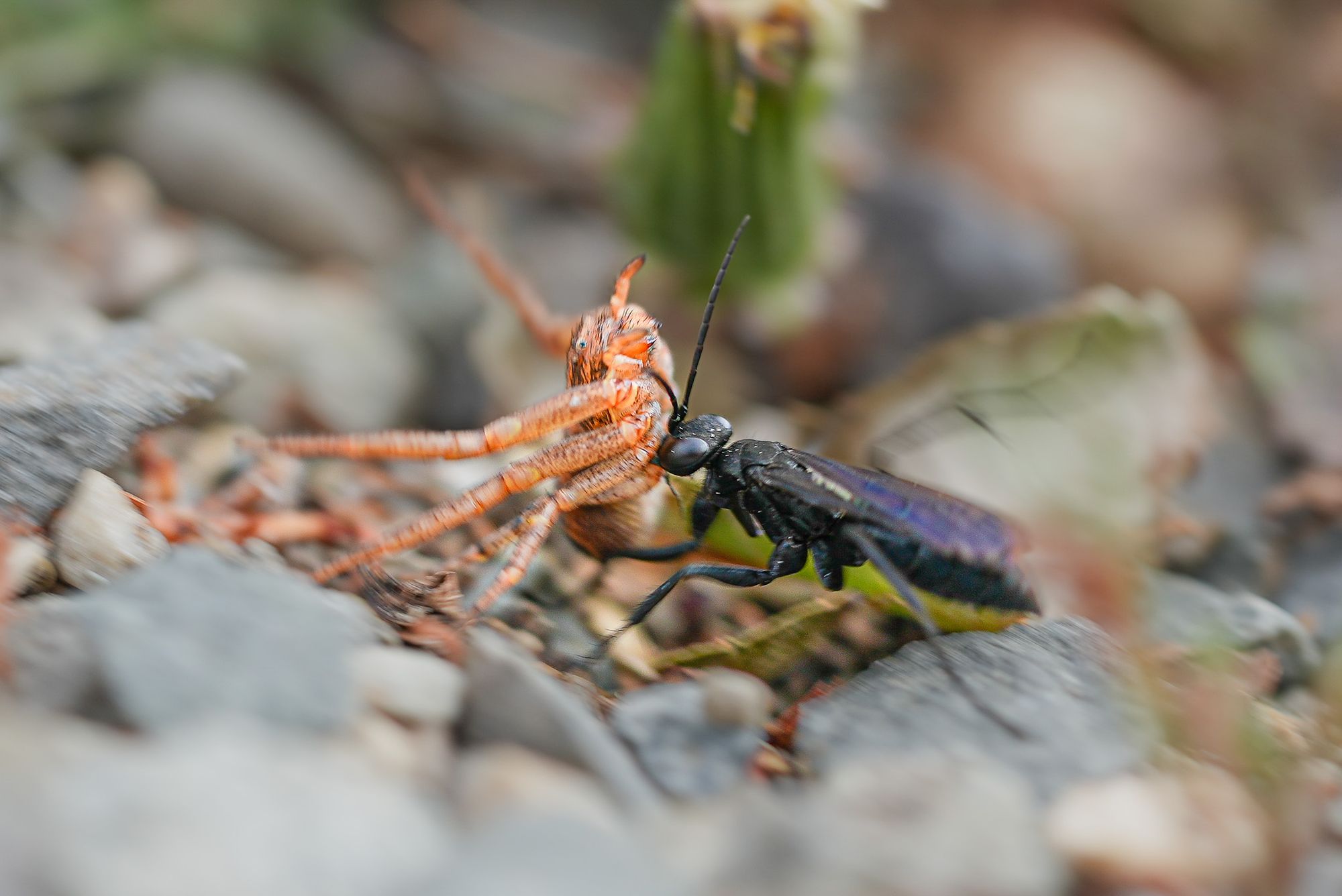 spider wasp