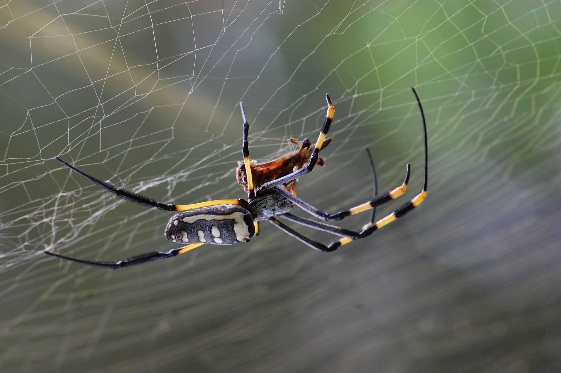 spider on web