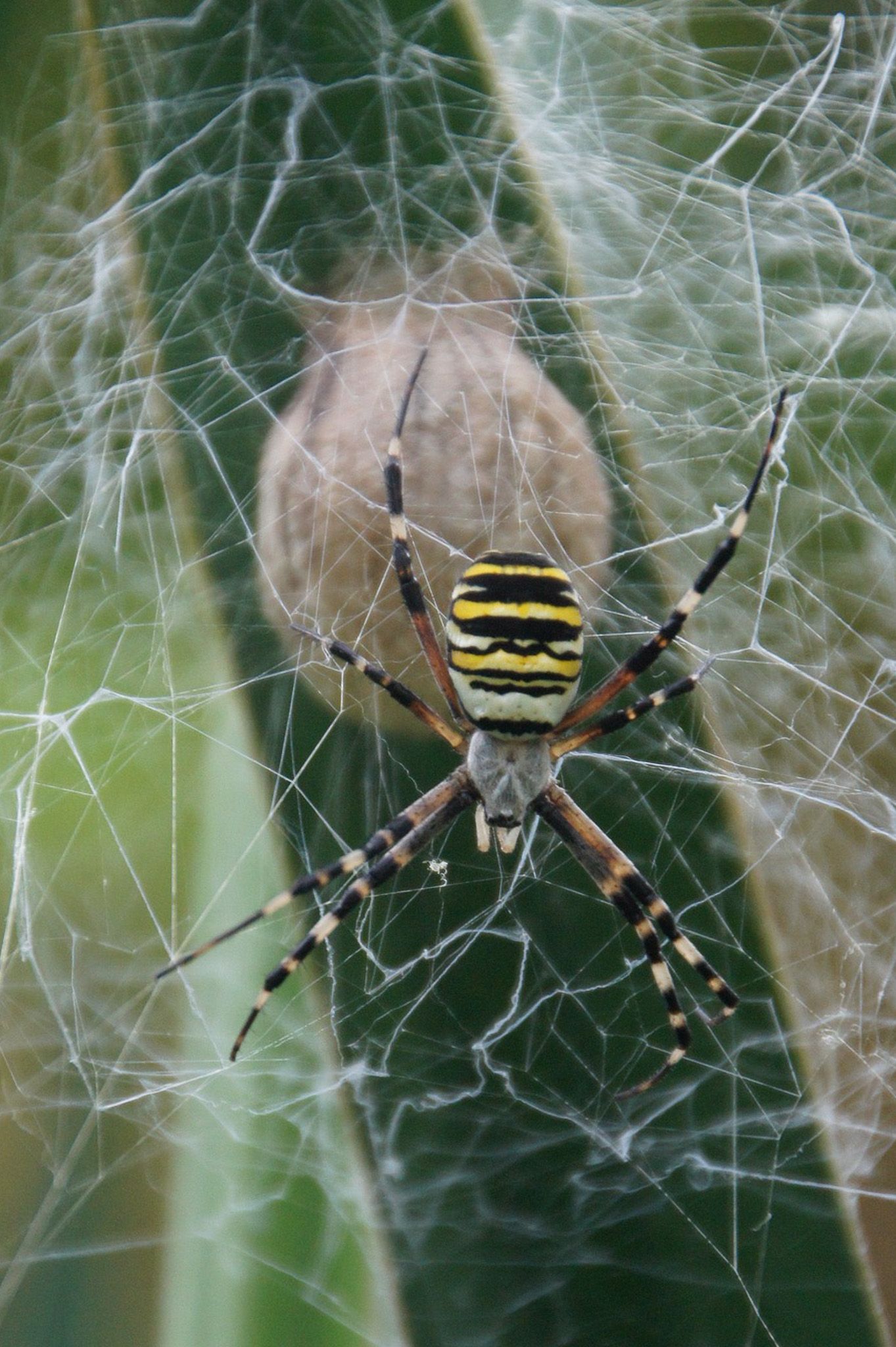 spider with eggs