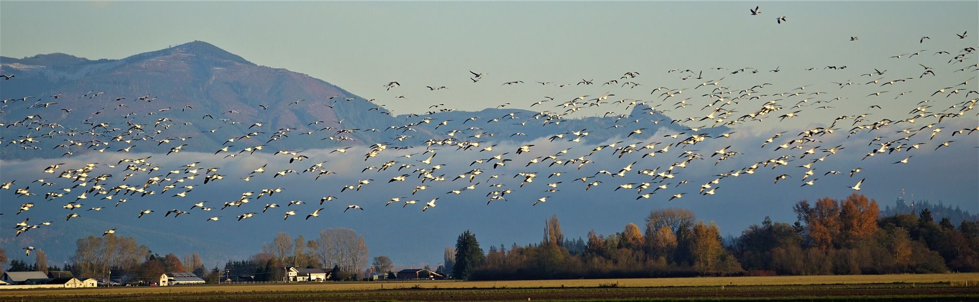 migrating snow geese