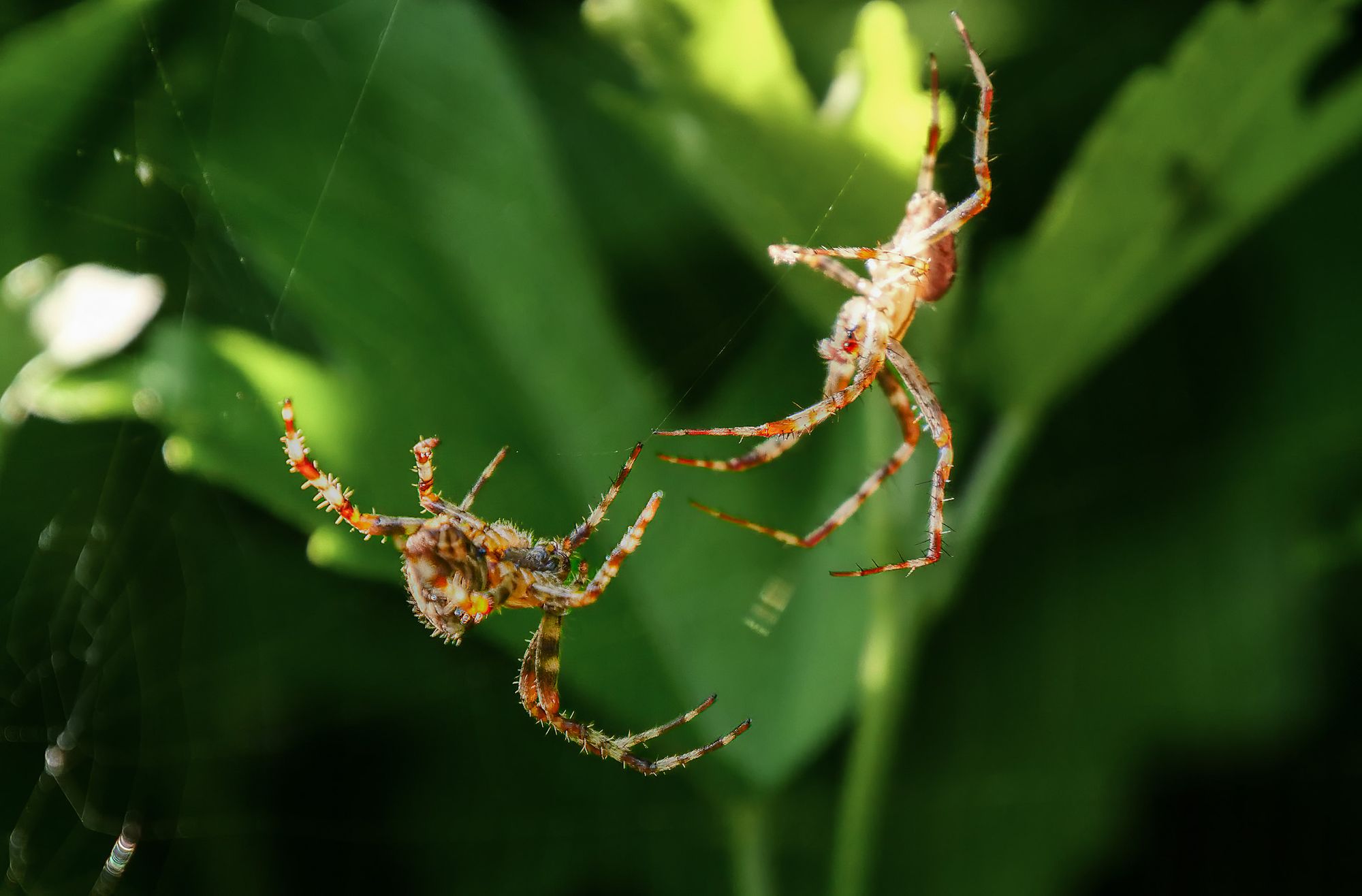 spider courtship