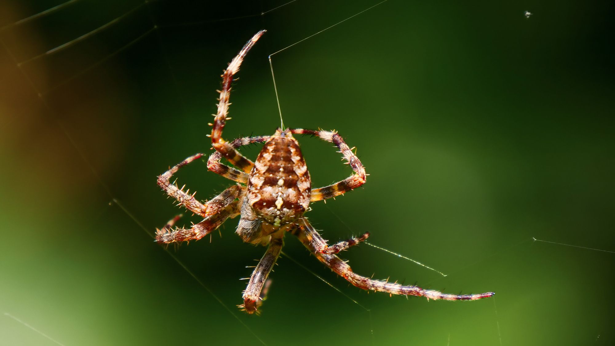 spider spinning web