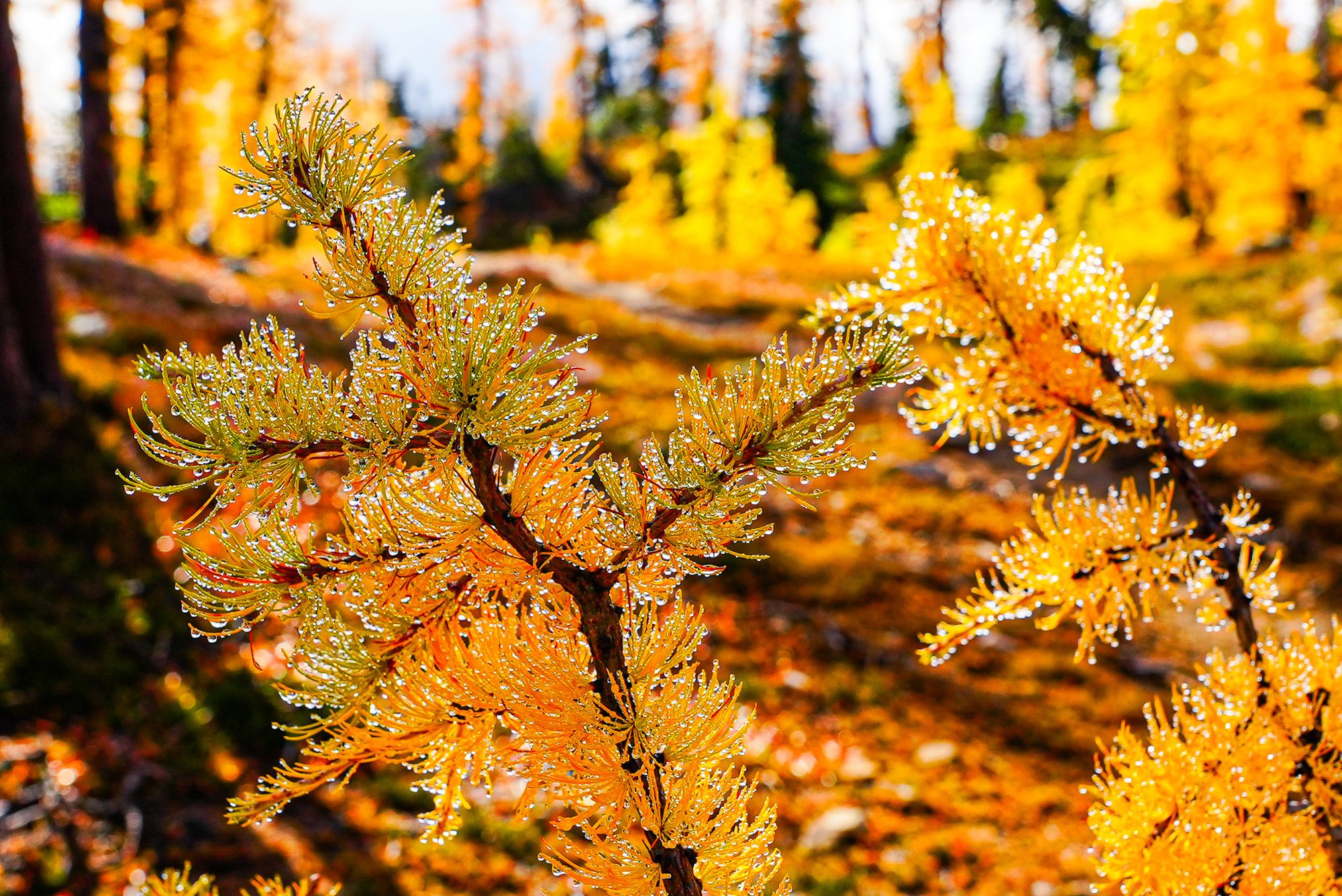 glowing fall colors