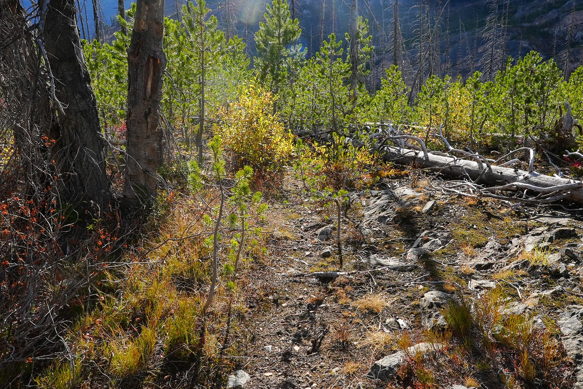 faded old trail