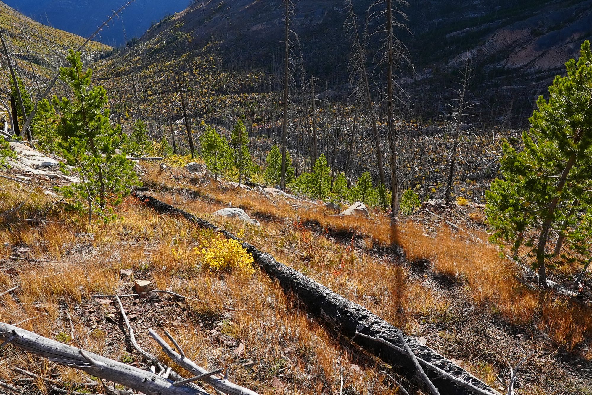 an old trail