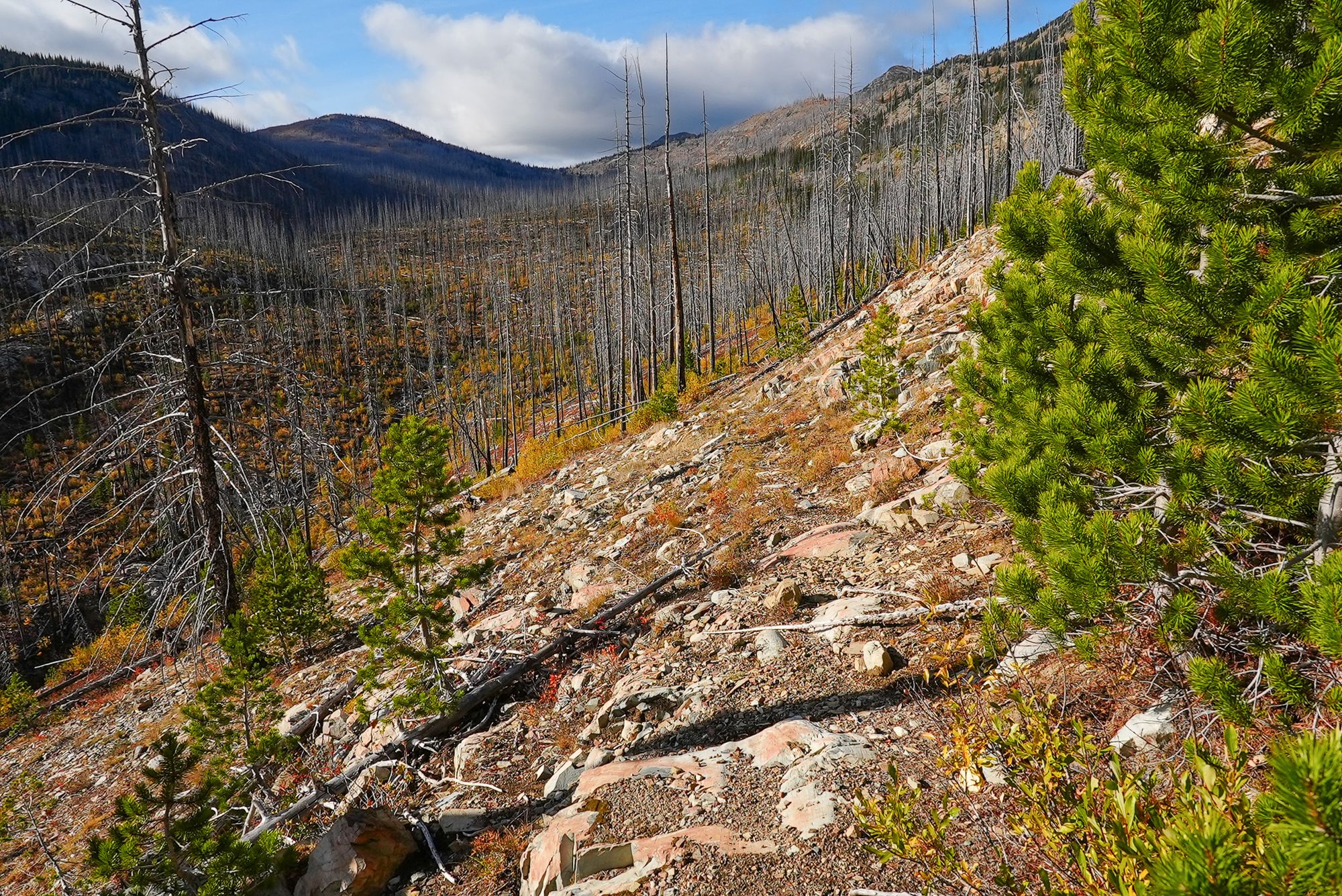 an old trail