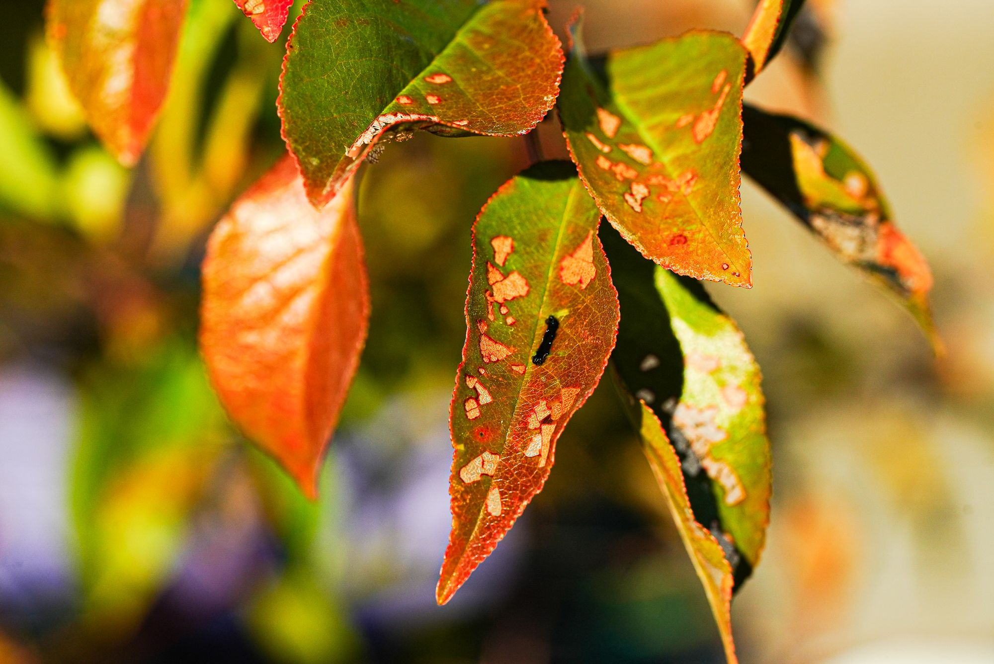 fall leaves