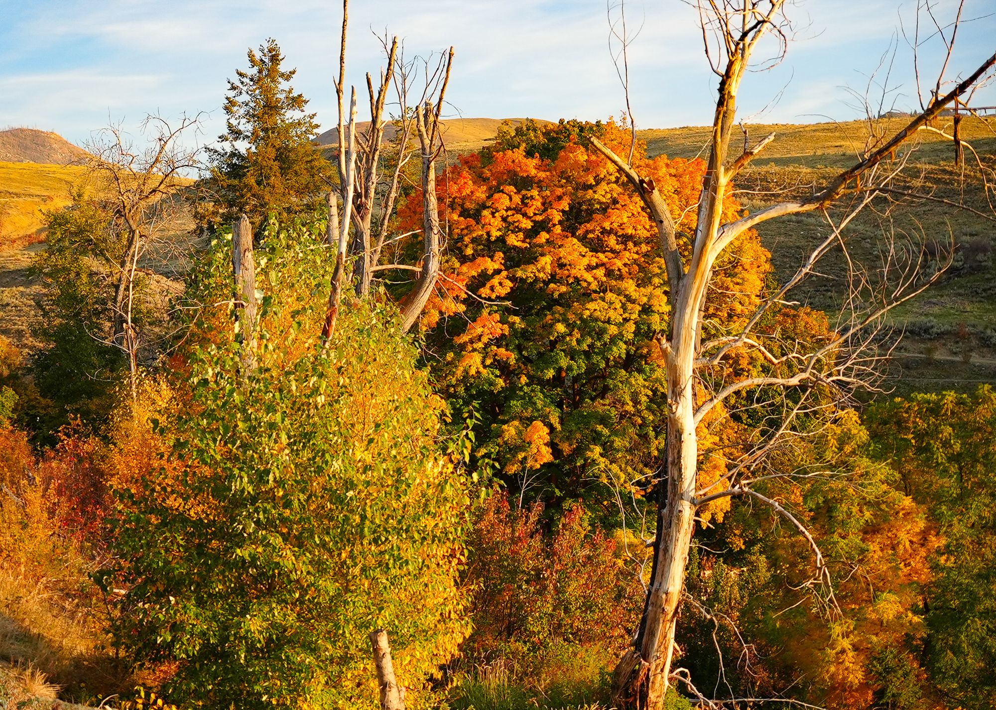 blazing fall colors