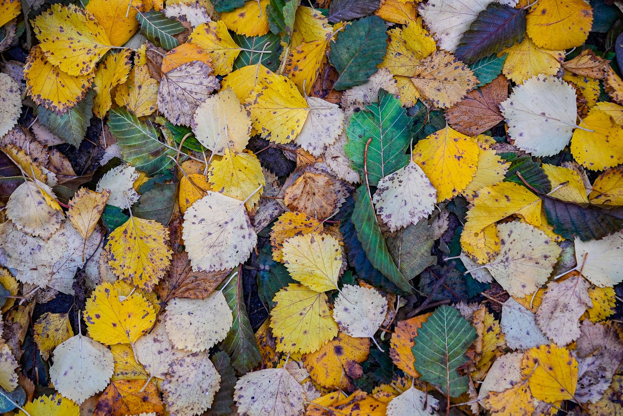 leaves on ground