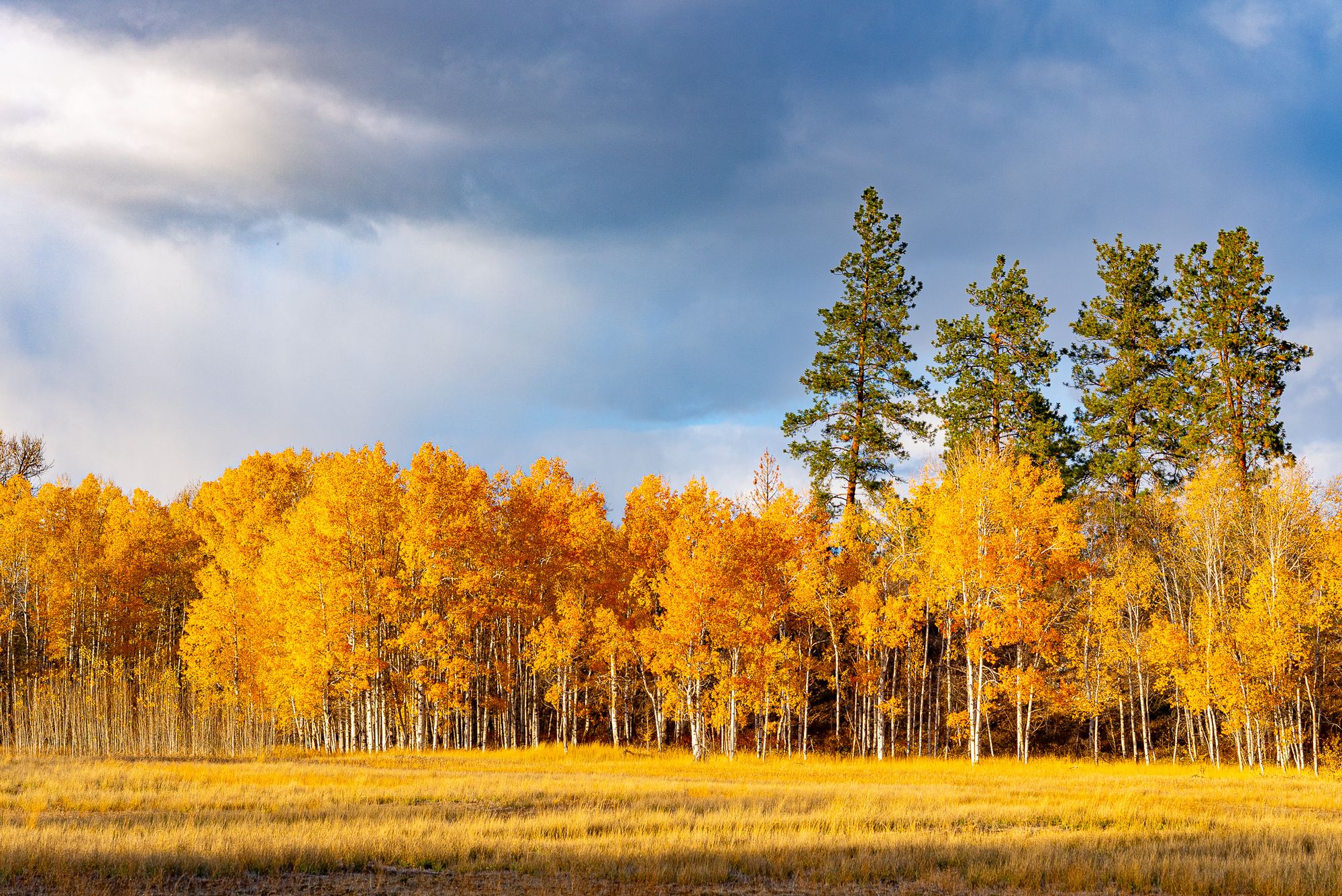 aspens turning color