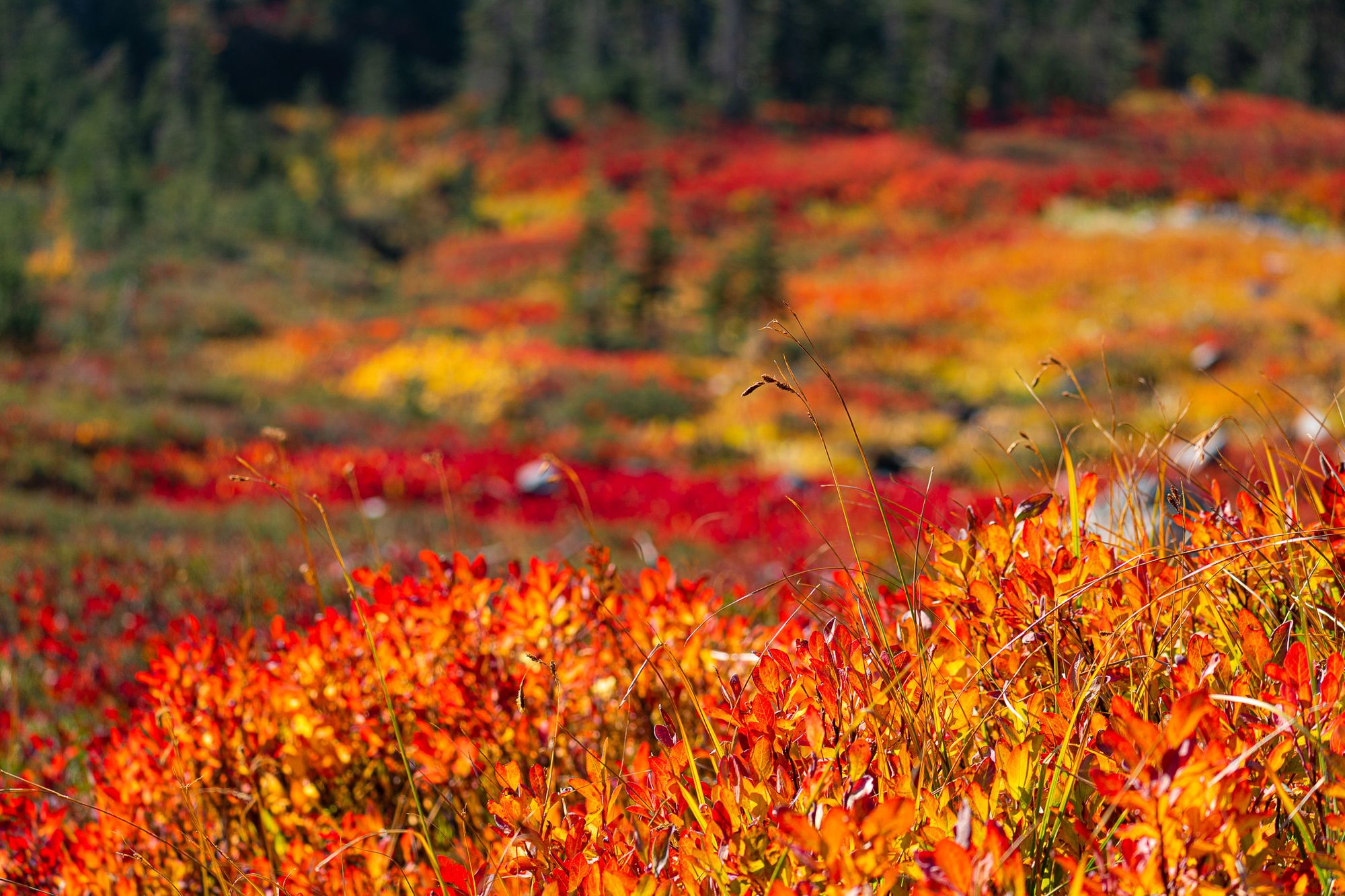 fall colors