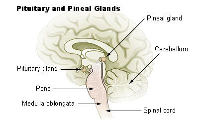 pineal gland