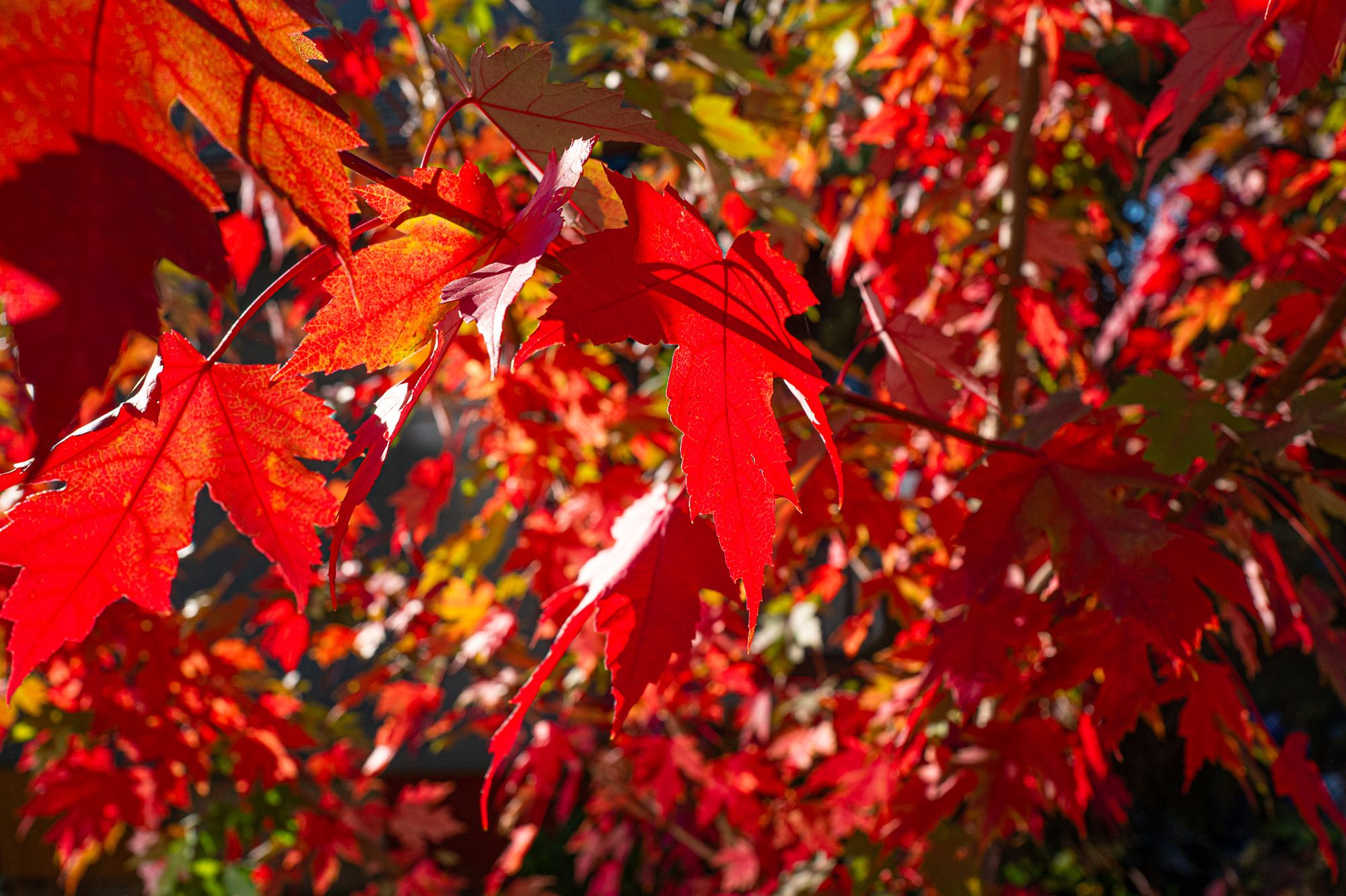 maples turning colors