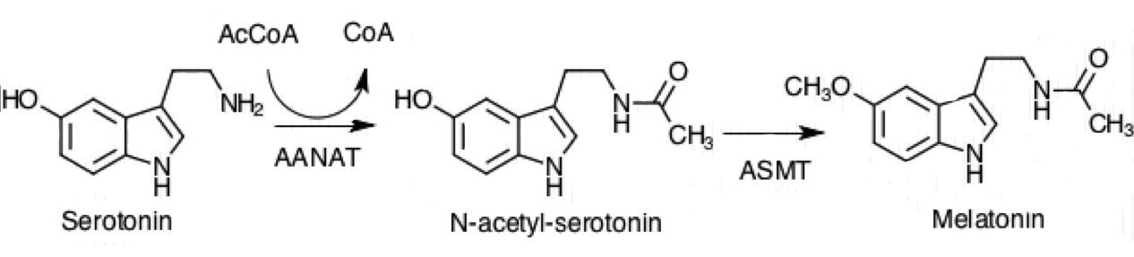 pathway of melatonin production