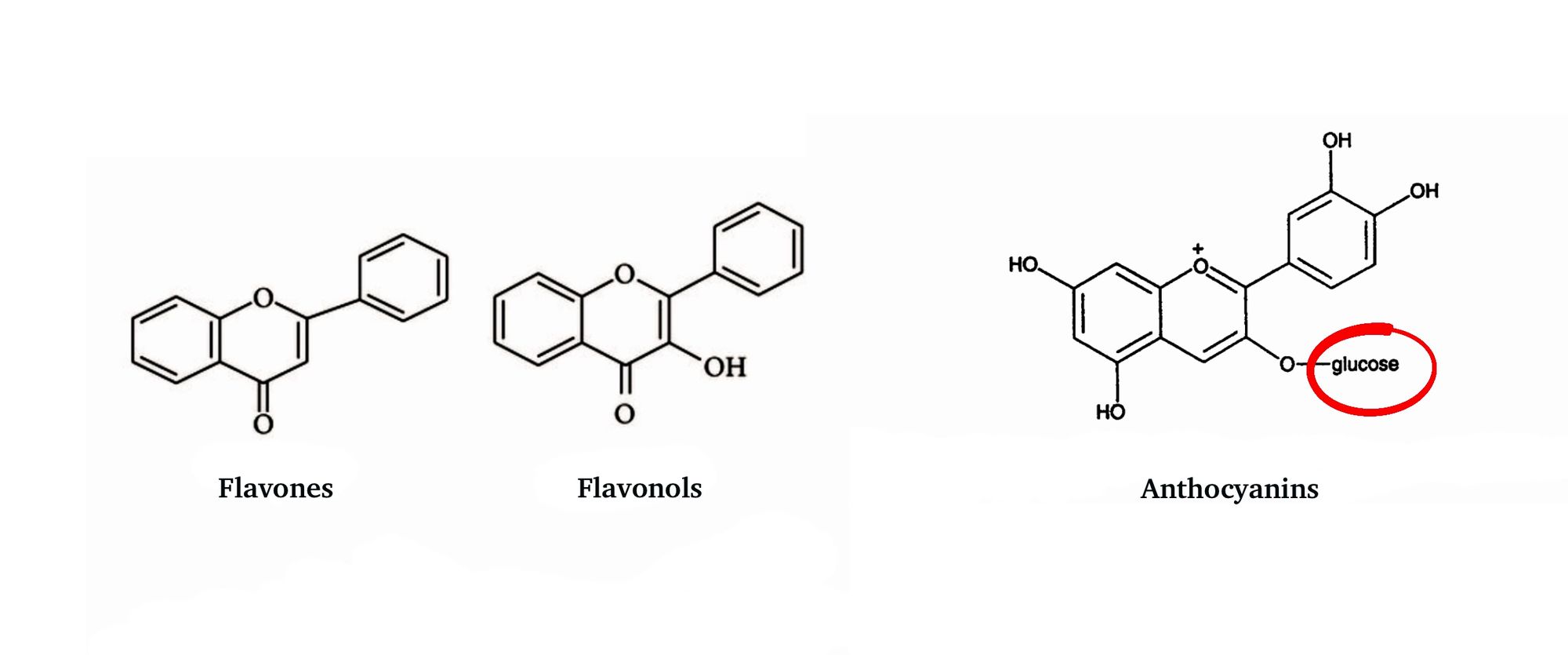  chemical structure of flavonoids