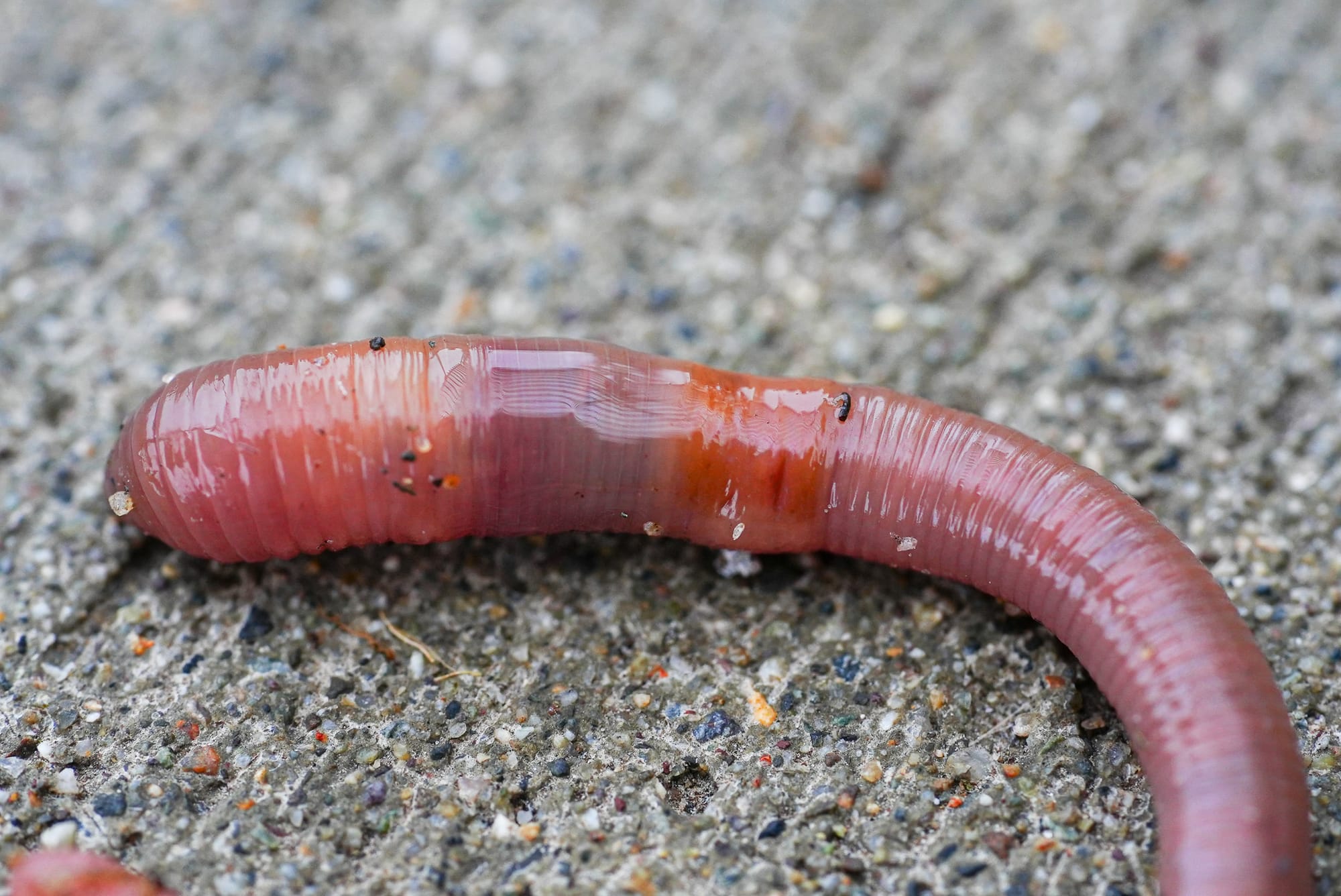 earthworm closeup