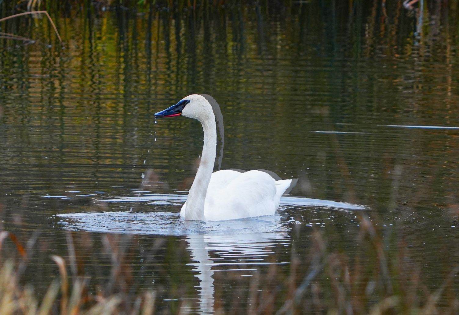 trumpeter swan