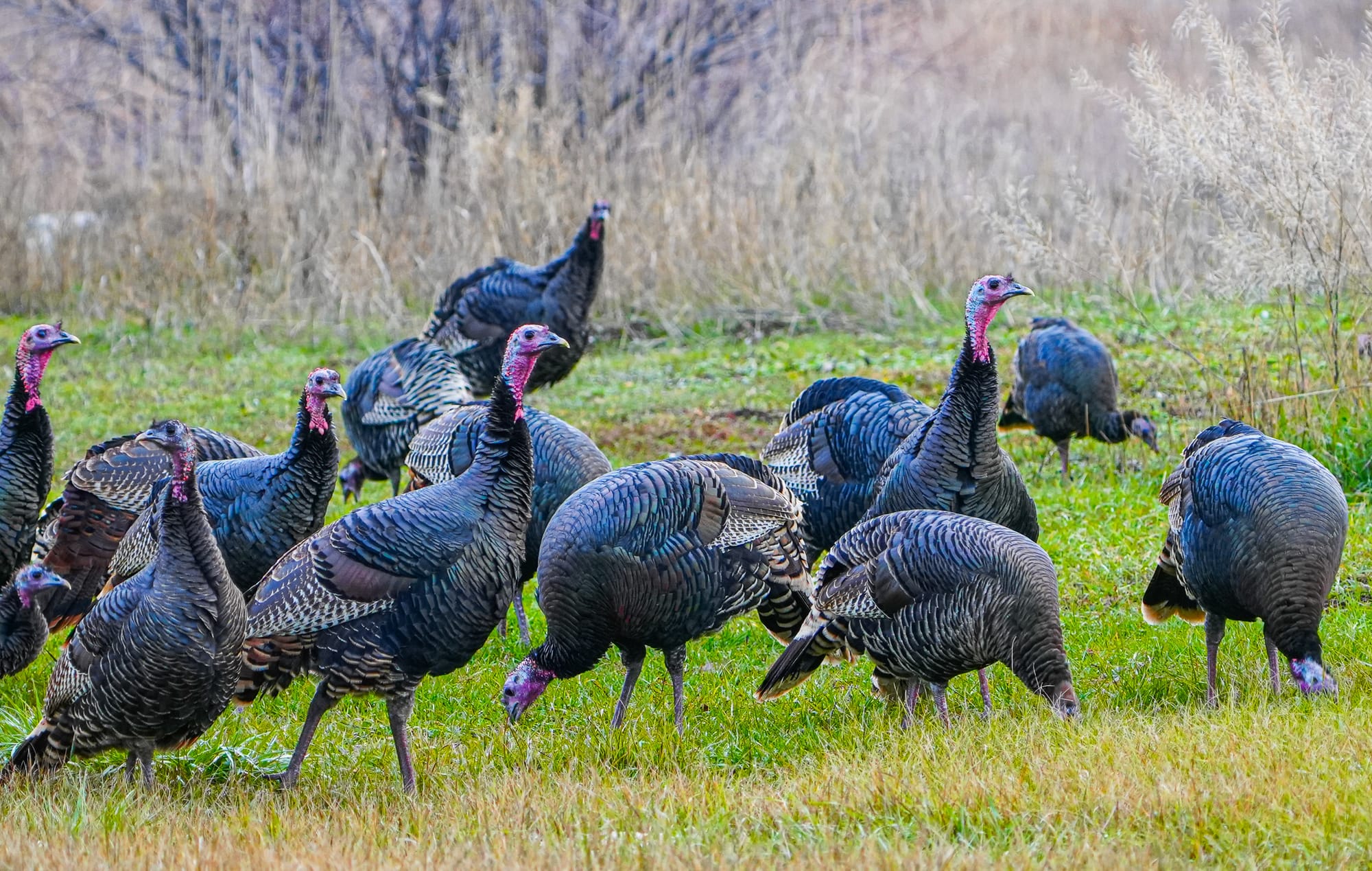 wild turkeys