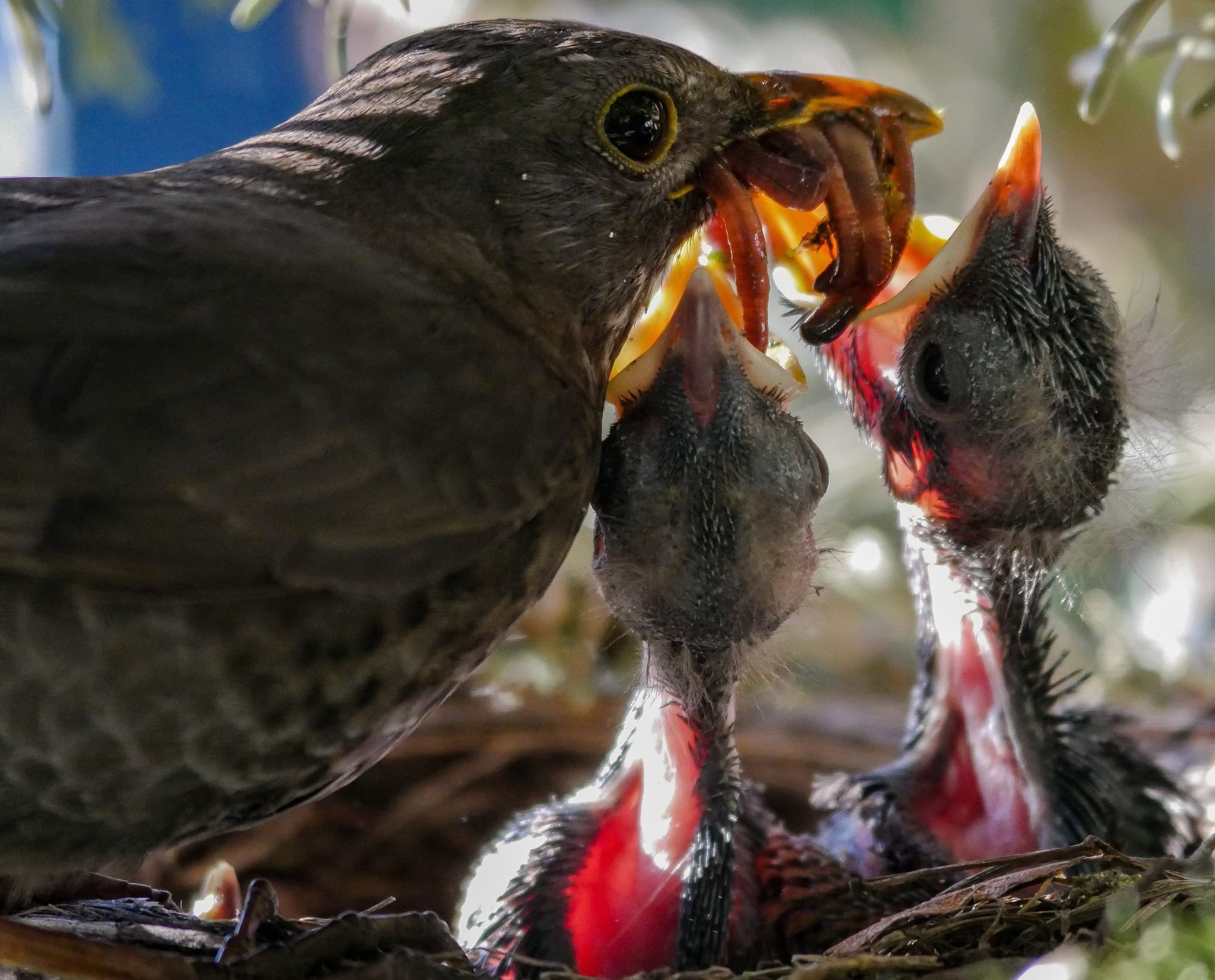 bird feeding worms to babies
