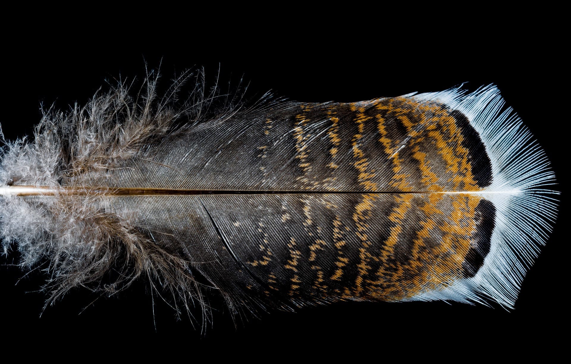 turkey feather