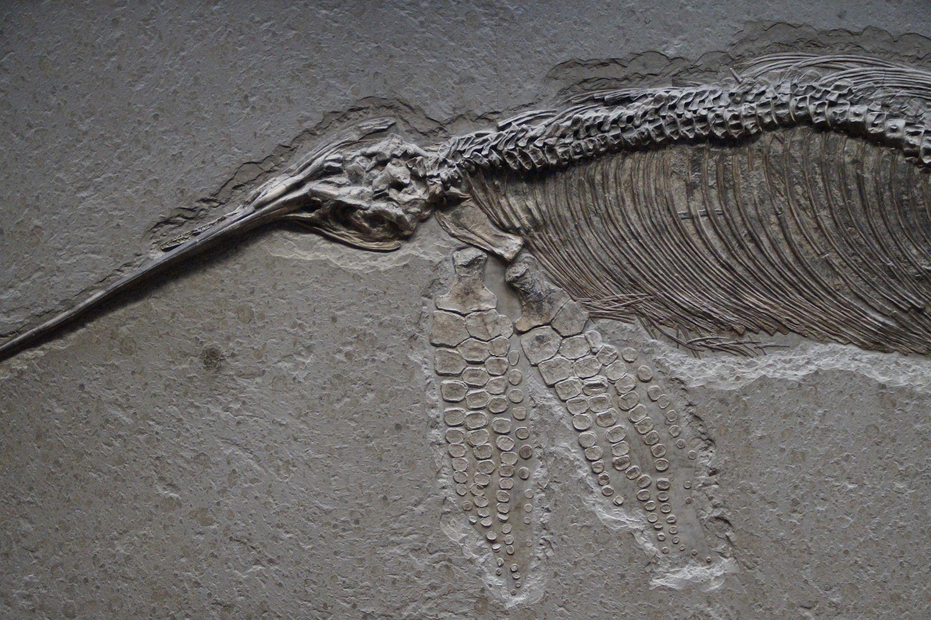 fossil skeleton