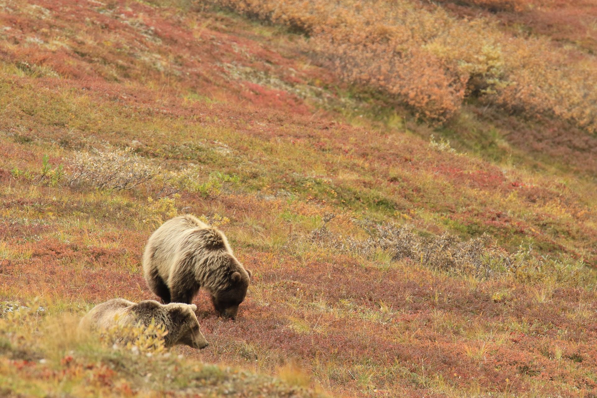 grizzly bears