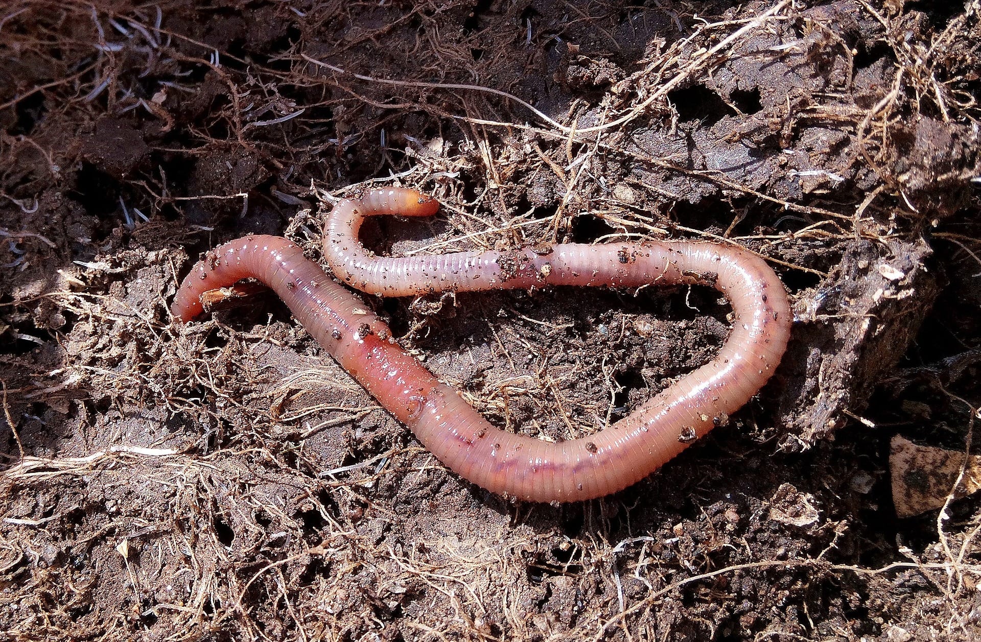 earthworm