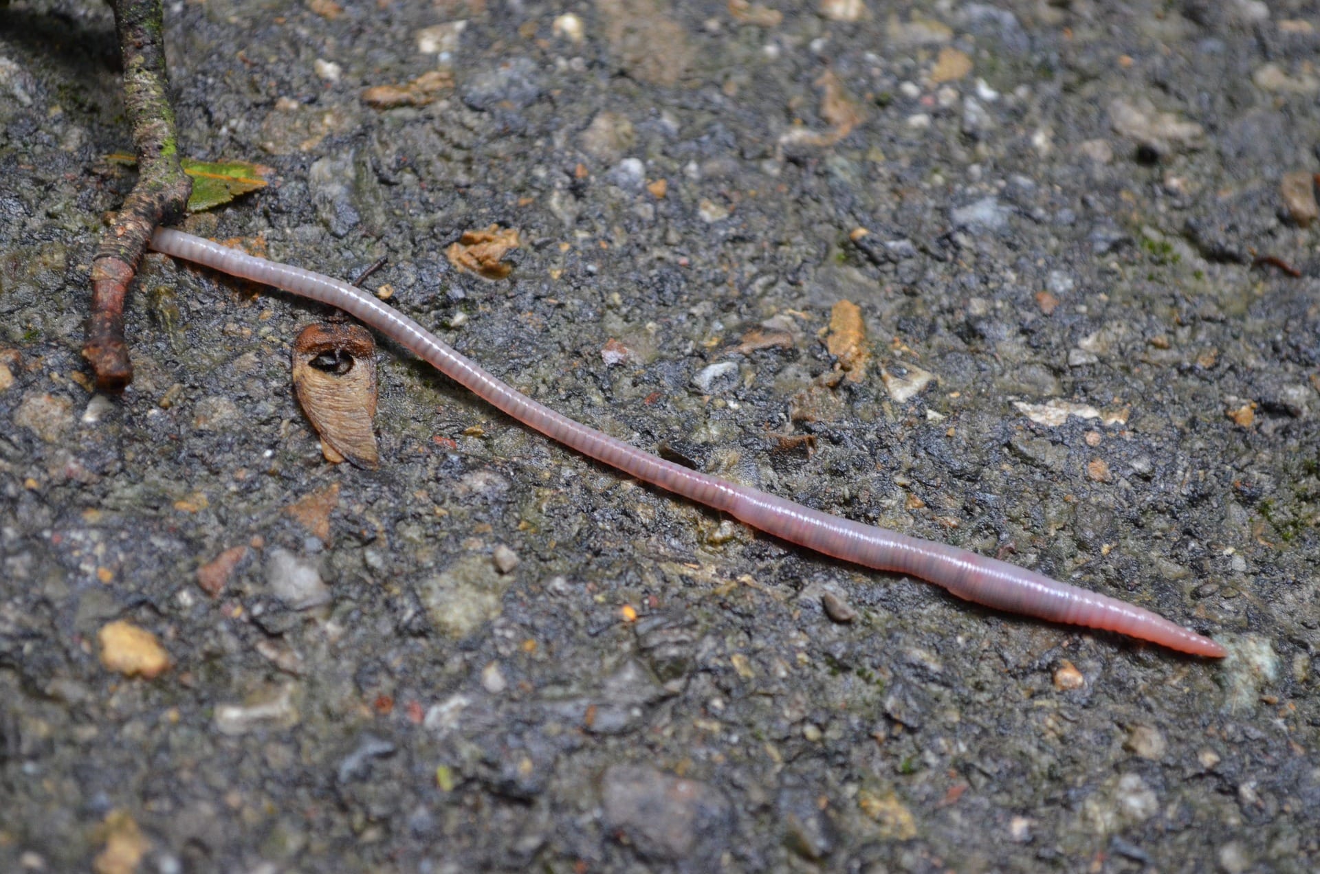 earthworm