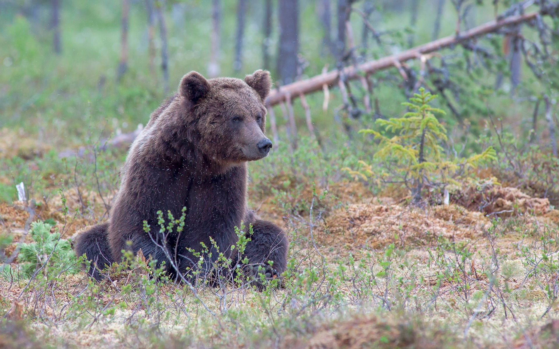 grizzly bear