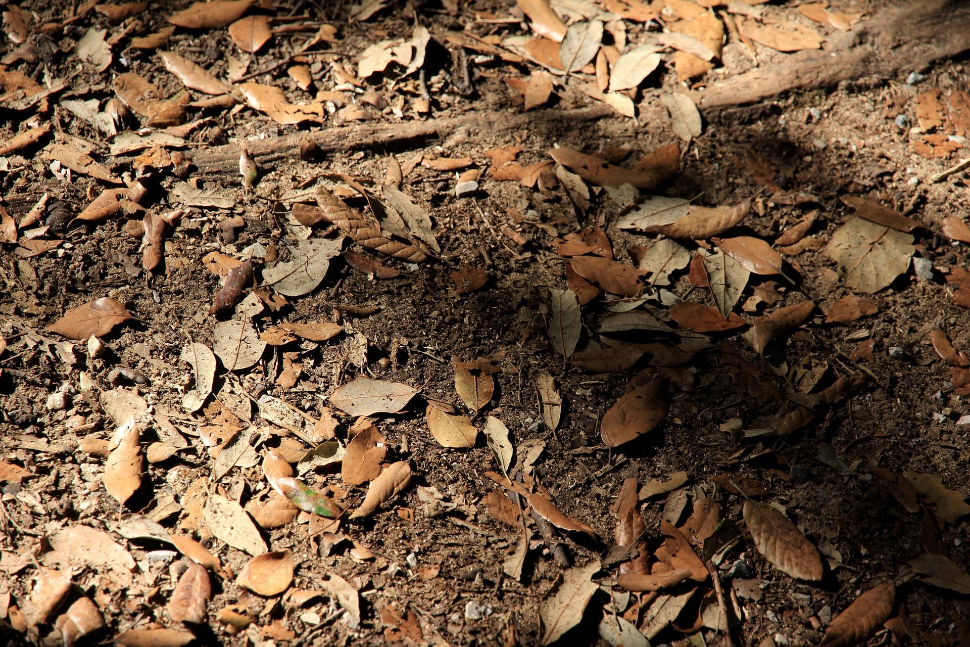 denuded forest floor